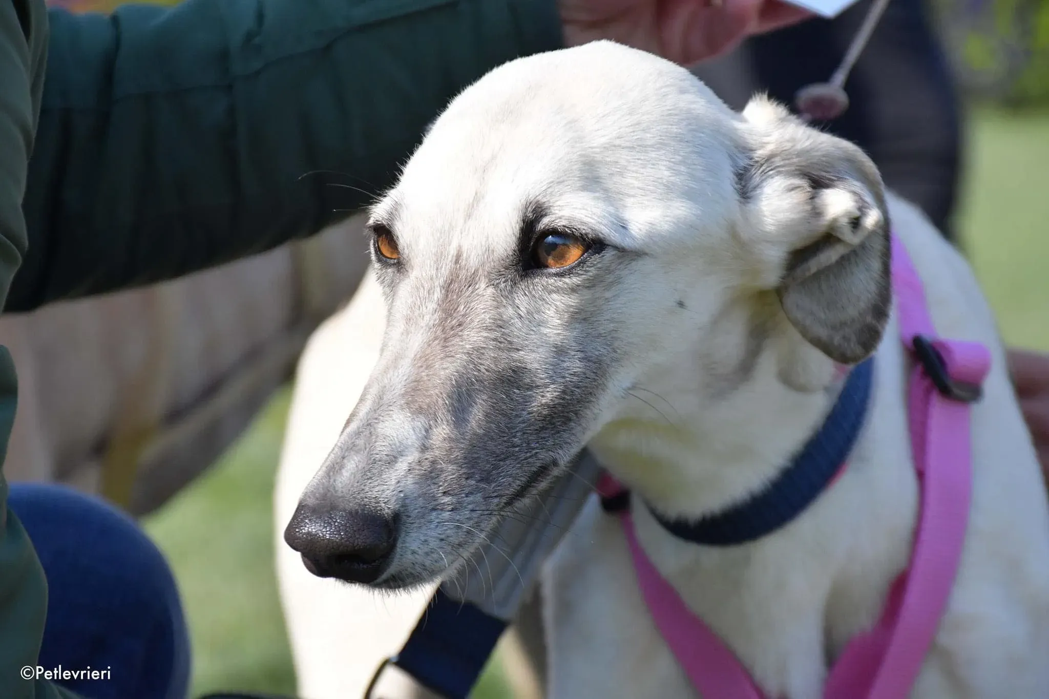 Zuri Raspa dayone adozione levrieri foster birichina 13