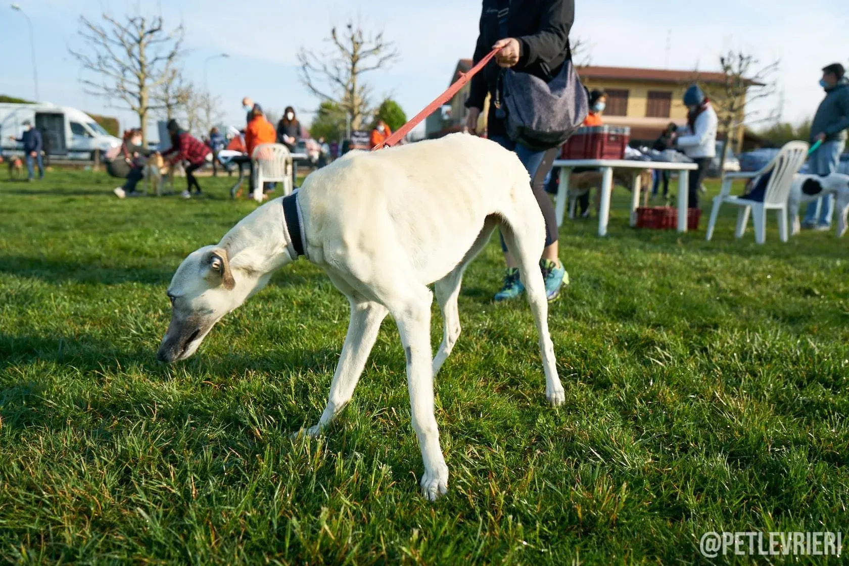 Zuri Raspa dayone adozione levrieri foster birichina 2