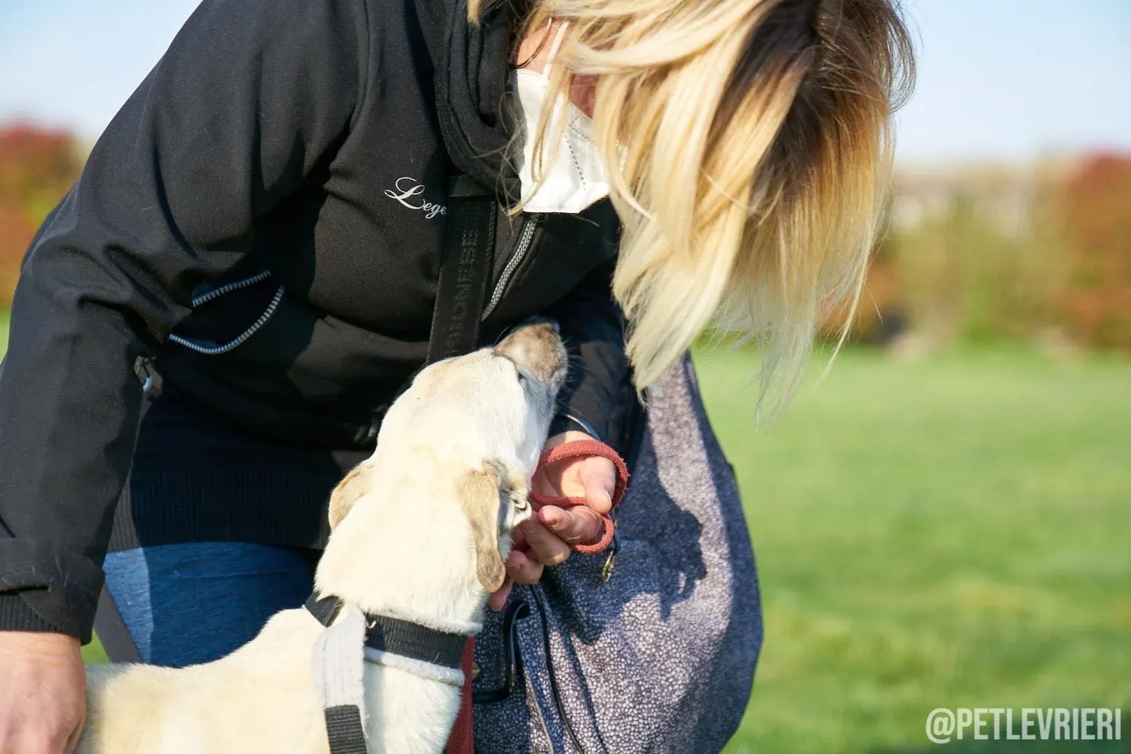 Zuri Raspa dayone adozione levrieri foster birichina 3