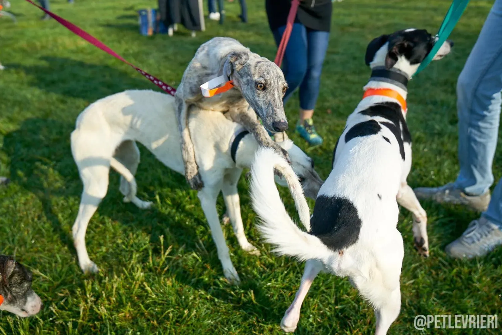 Zuri Raspa dayone adozione levrieri foster birichina 4