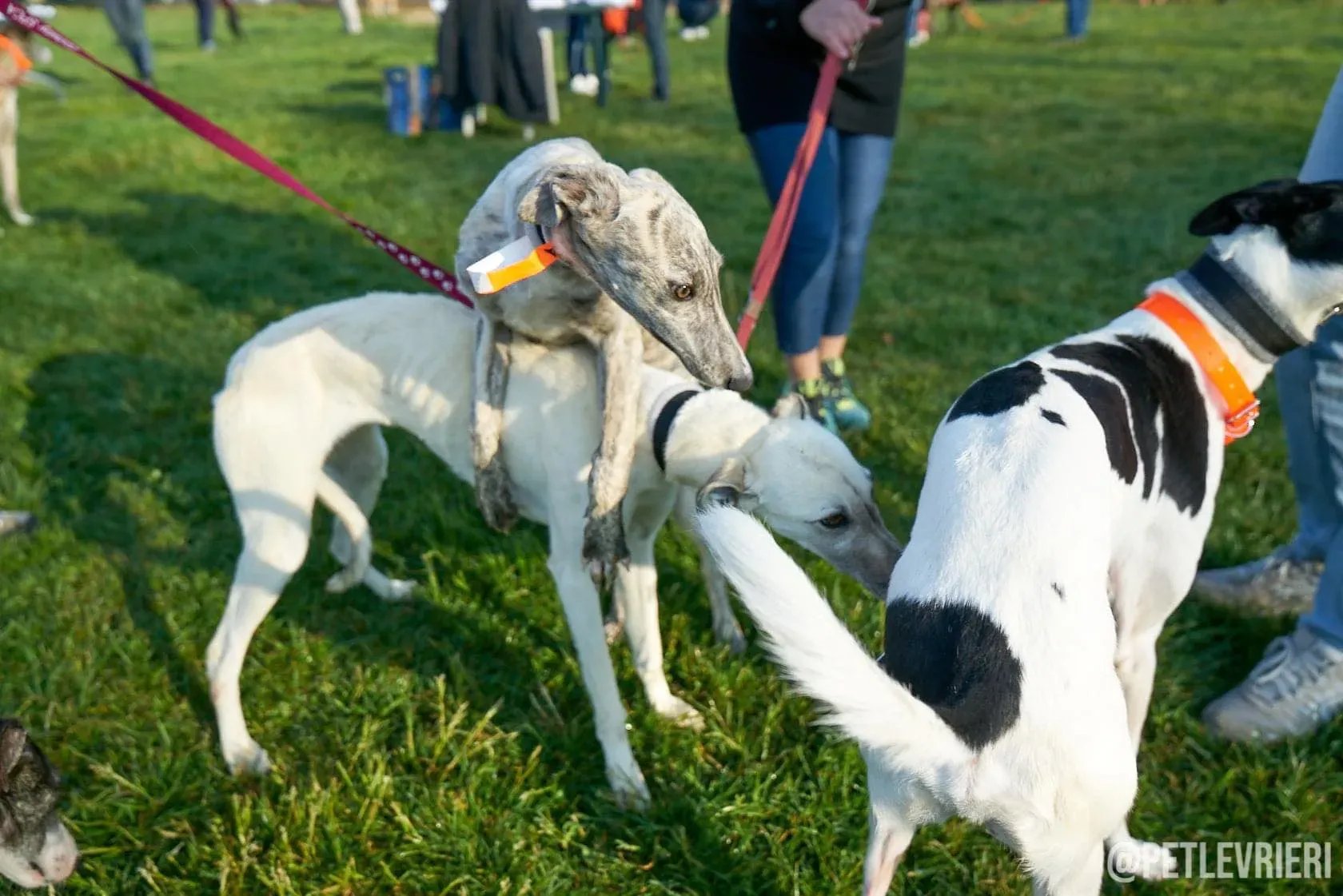 Zuri Raspa dayone adozione levrieri foster birichina 6