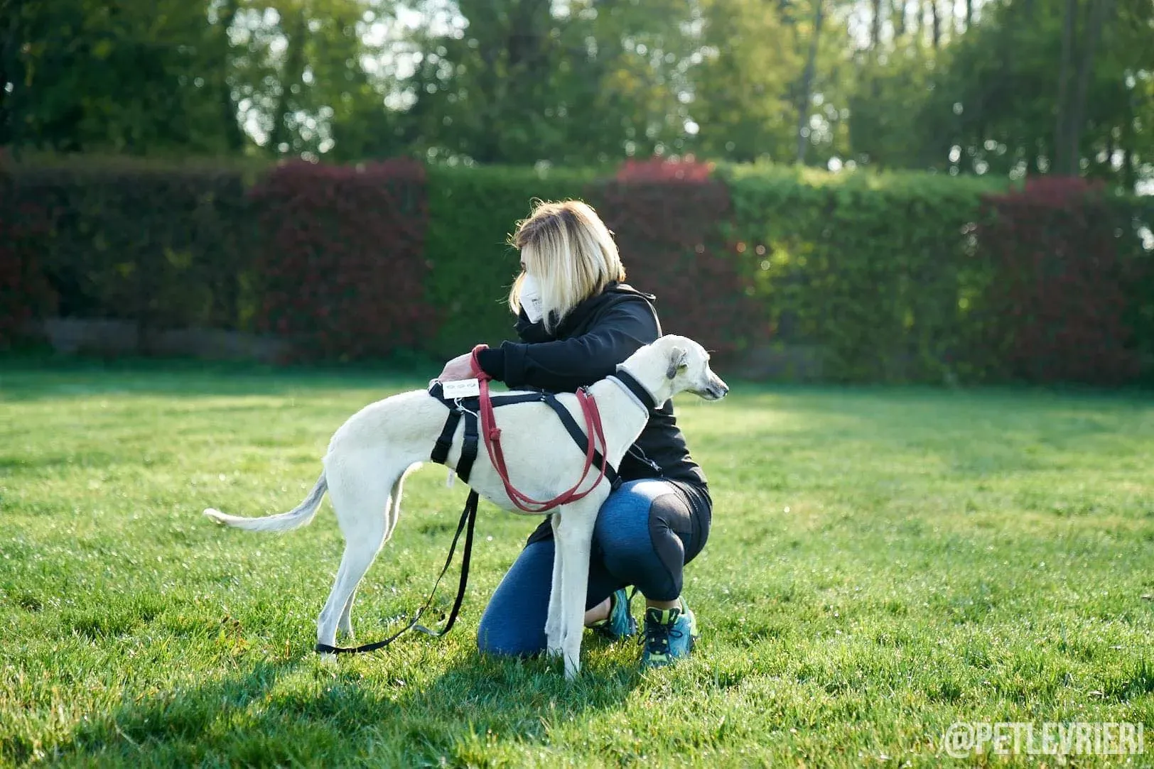 Zuri Raspa dayone adozione levrieri foster birichina 7