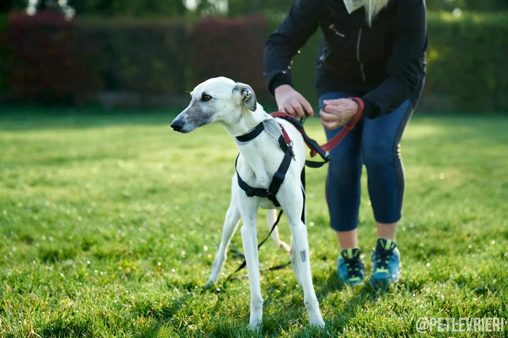 Zuri Raspa dayone adozione levrieri foster birichina 8