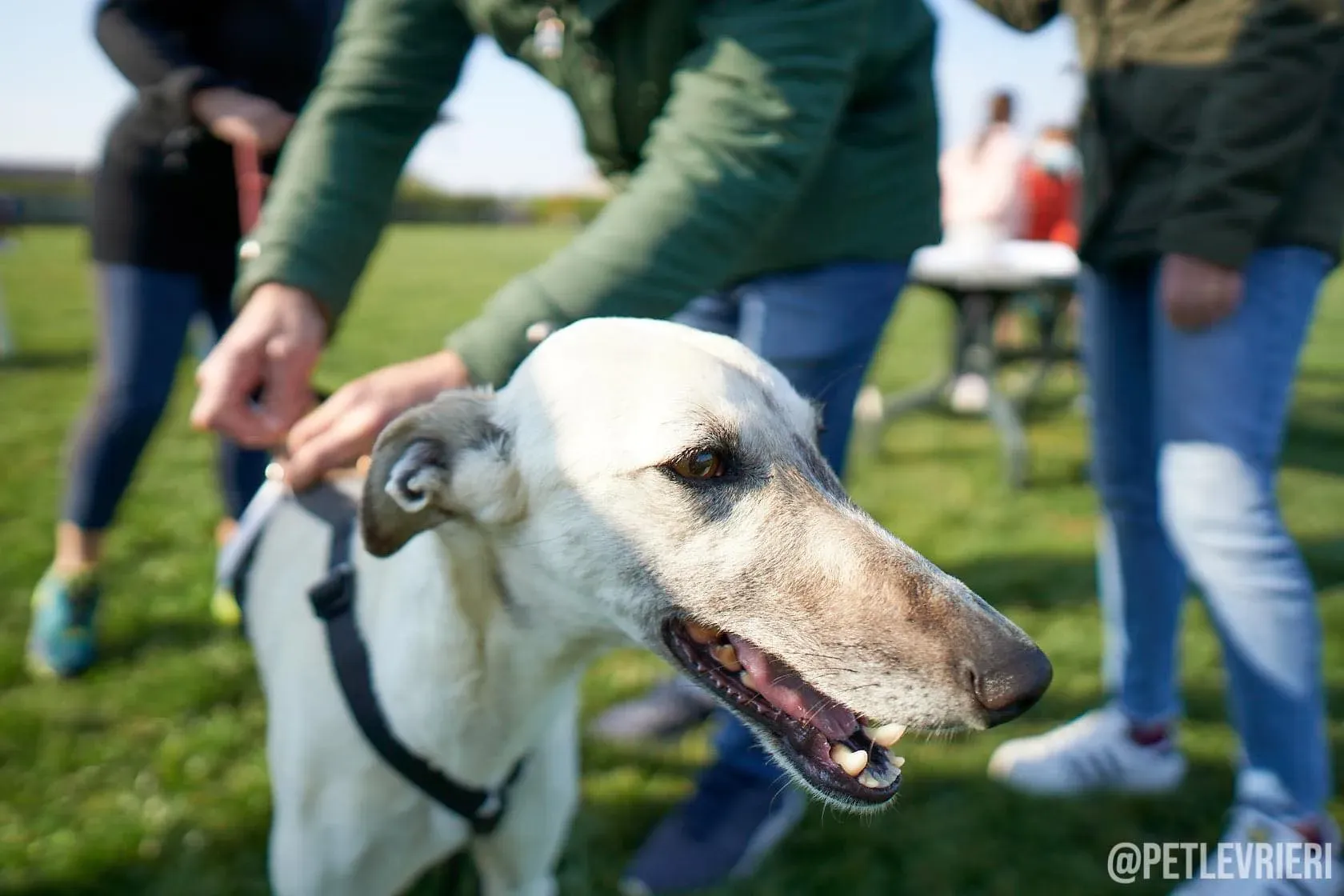 Zuri Raspa dayone adozione levrieri foster birichina 9