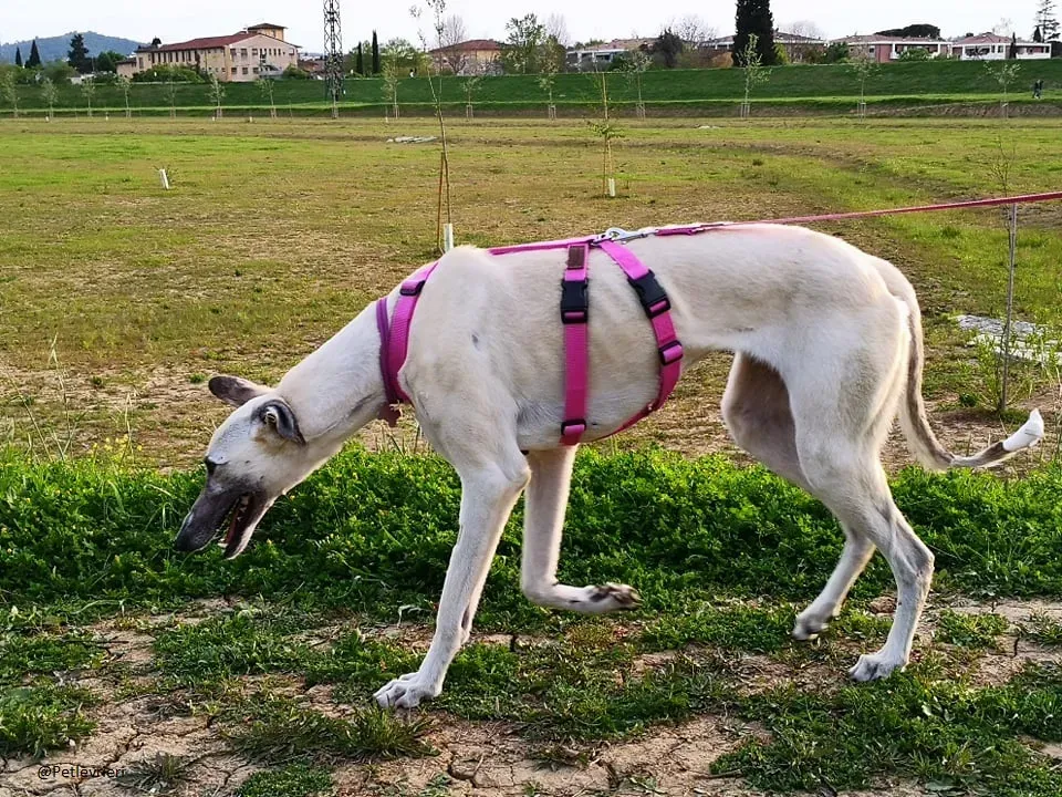 Zuri Raspa famigliafoster adozione levrieri adoptme 1