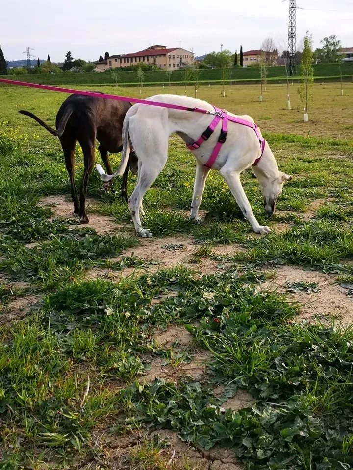 Zuri Raspa famigliafoster adozione levrieri adoptme 10