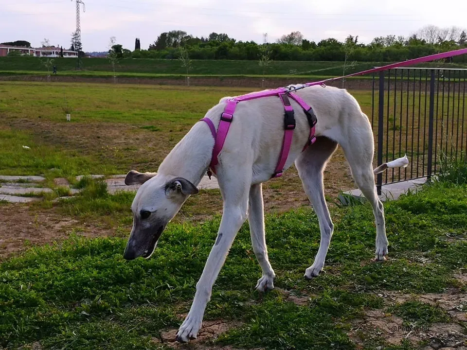 Zuri Raspa famigliafoster adozione levrieri adoptme 2