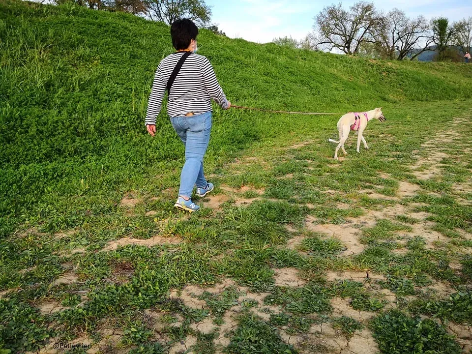 Zuri Raspa famigliafoster adozione levrieri adoptme 3