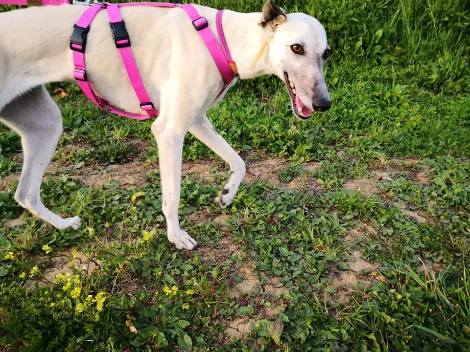 Zuri Raspa famigliafoster adozione levrieri adoptme 4