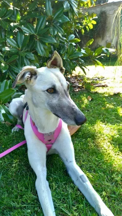 Zuri Raspa famigliafoster adozione levrieri adoptme 5