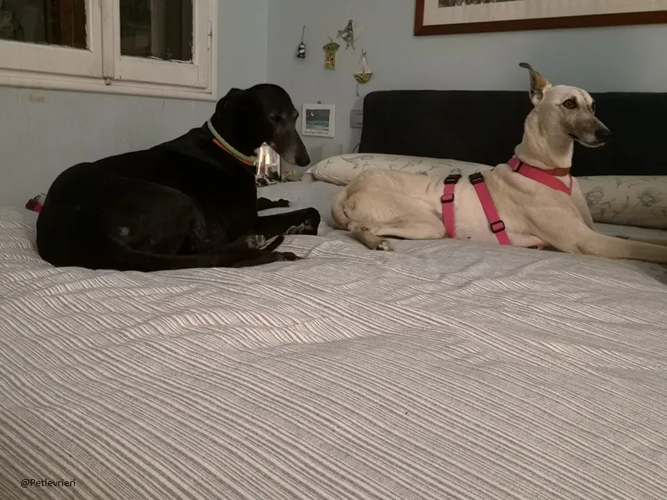 Zuri Raspa famigliafoster adozione levrieri adoptme 6