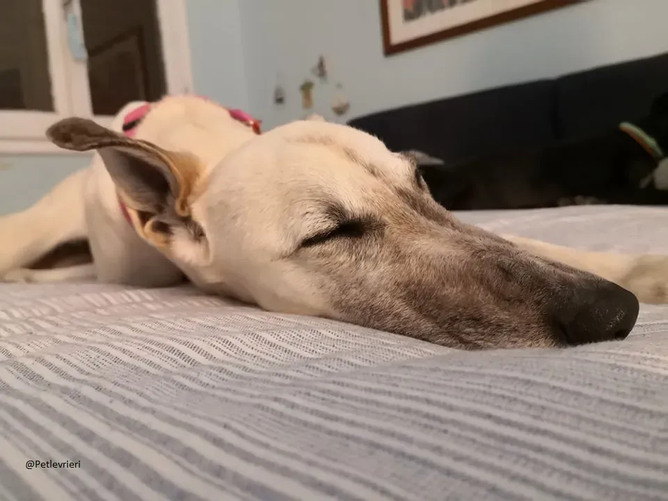 Zuri Raspa famigliafoster adozione levrieri adoptme 7