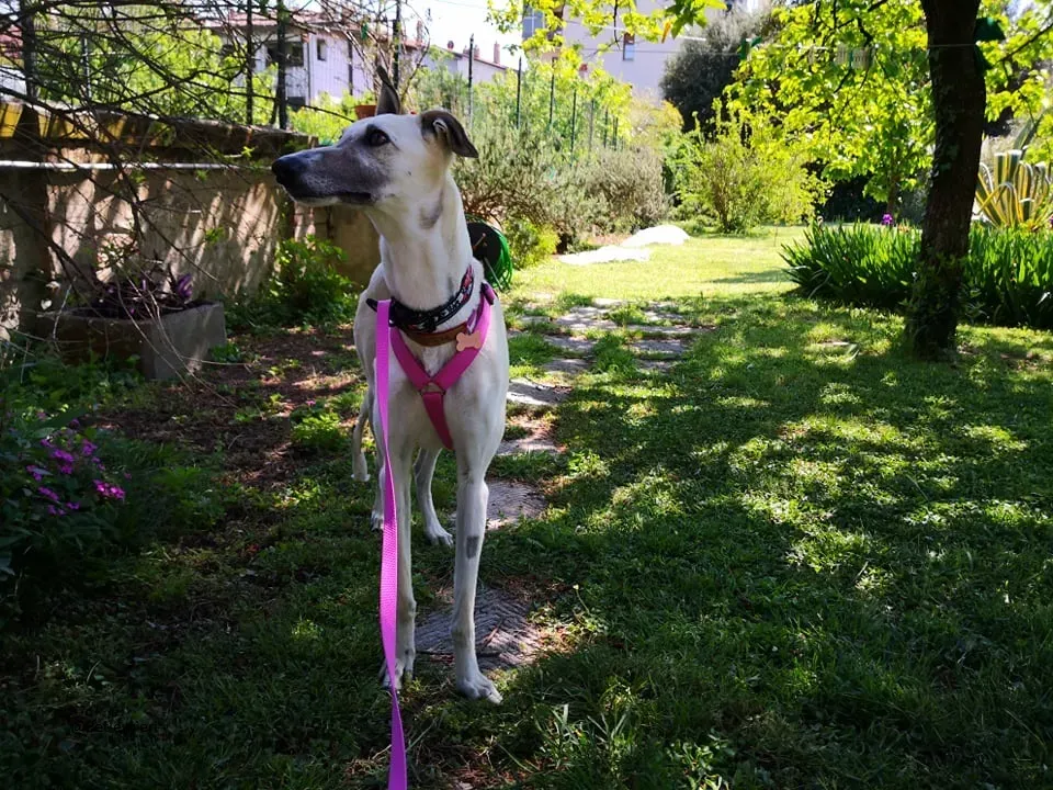 Zuri Raspa famigliafoster adozione levrieri adoptme 8