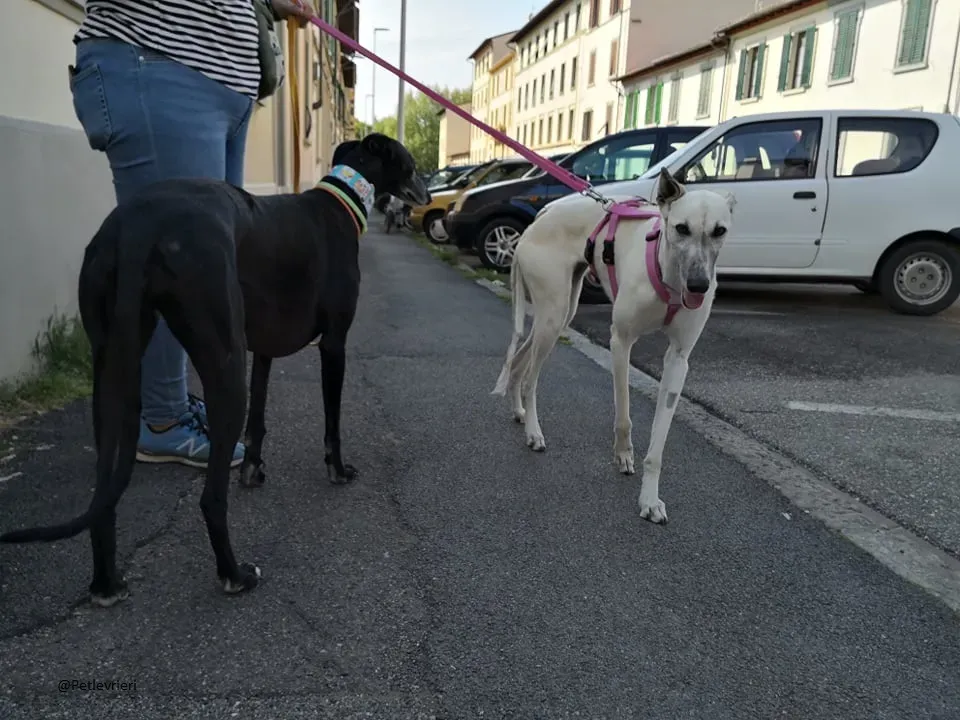 Zuri Raspa famigliafoster adozione levrieri adoptme 9