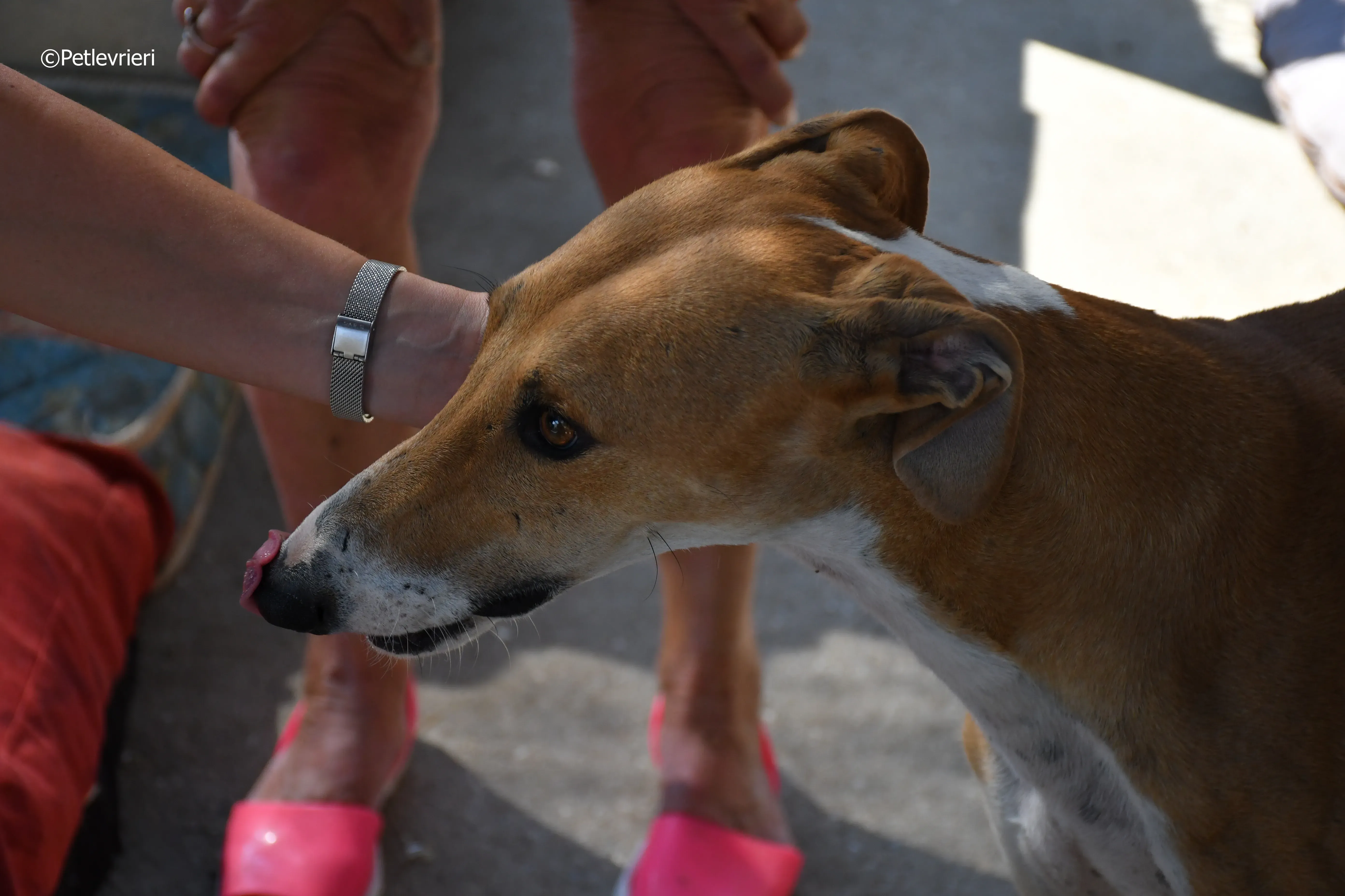 abbas adozione levrieri galgo 1