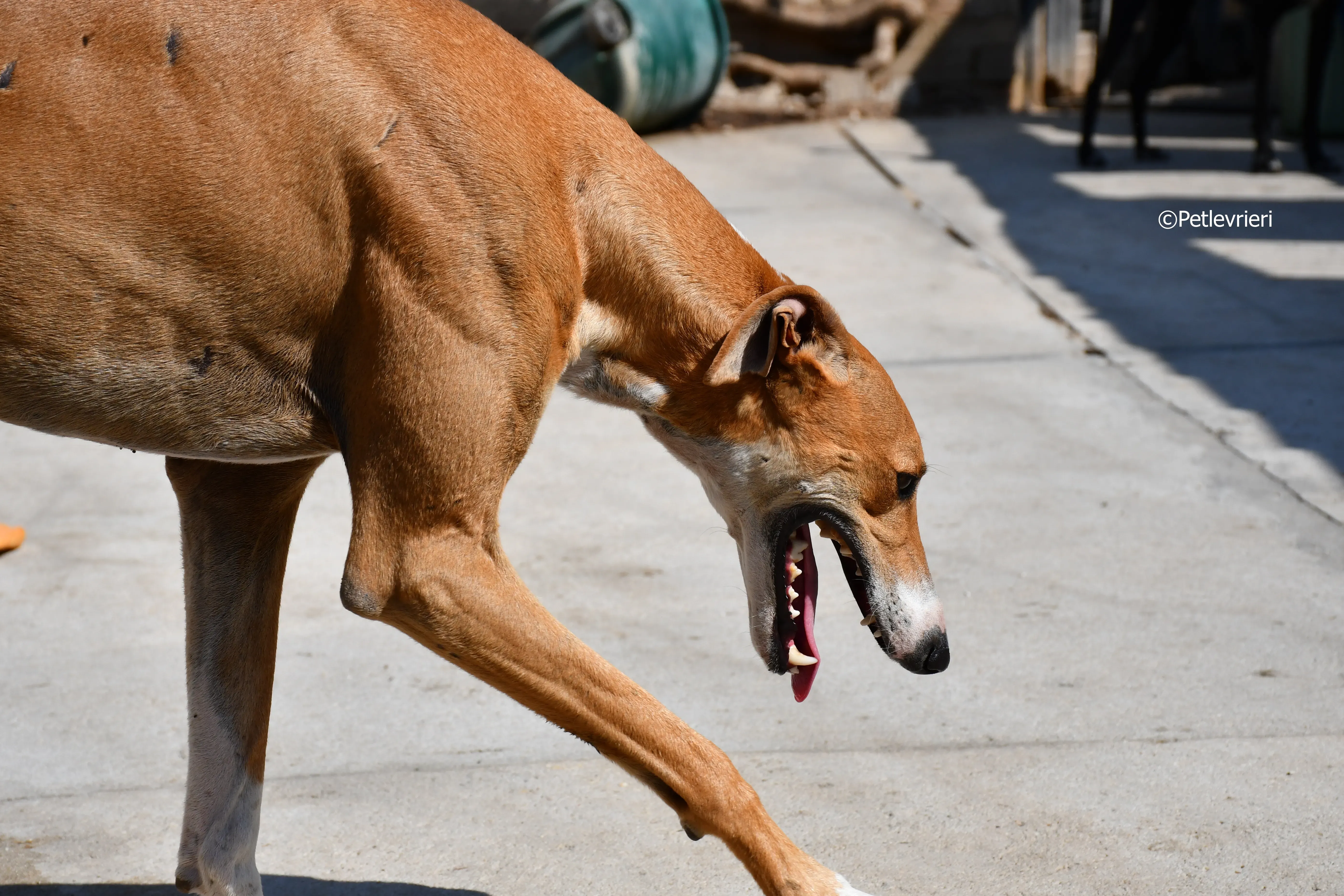 abbas adozione levrieri galgo 10