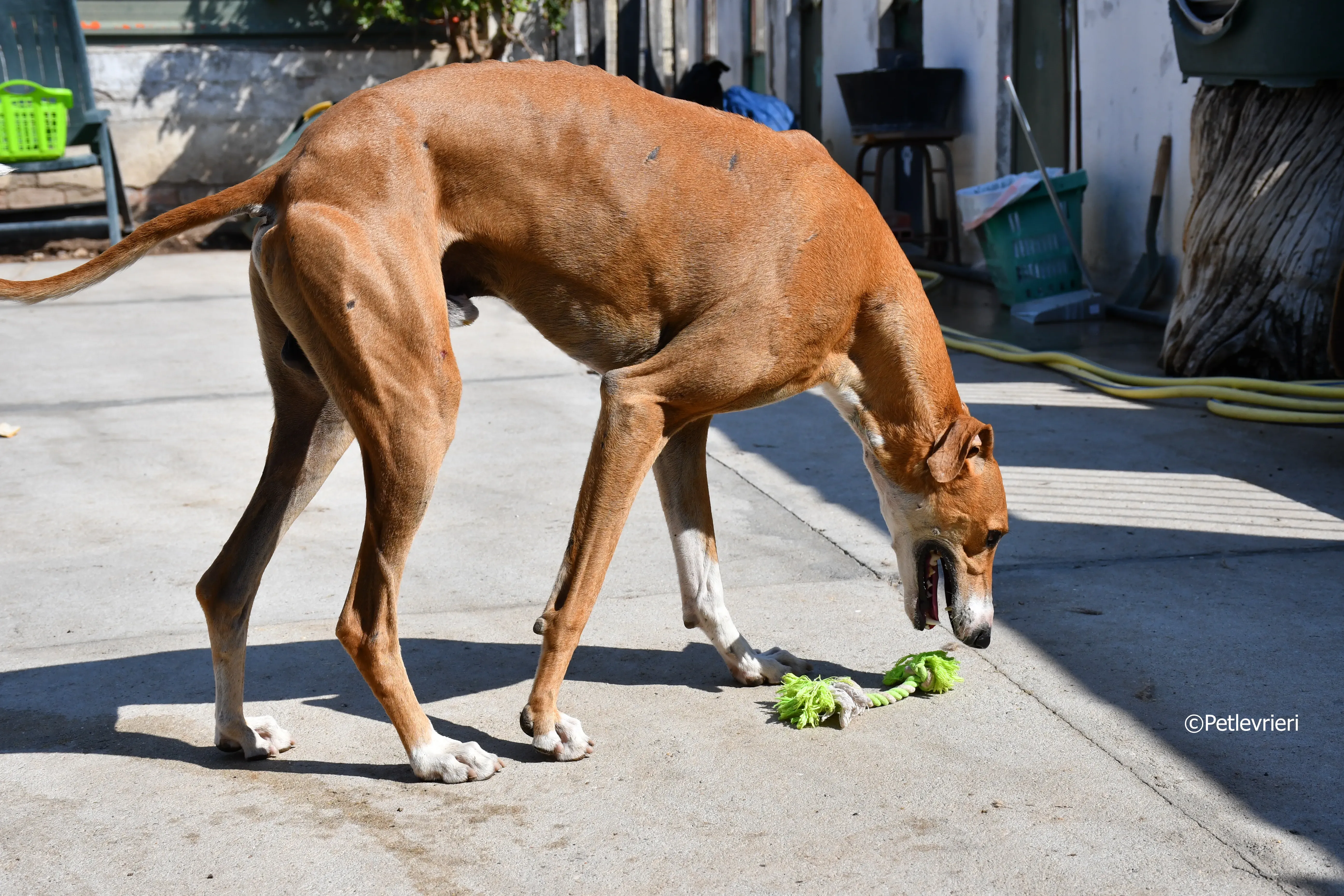 abbas adozione levrieri galgo 11