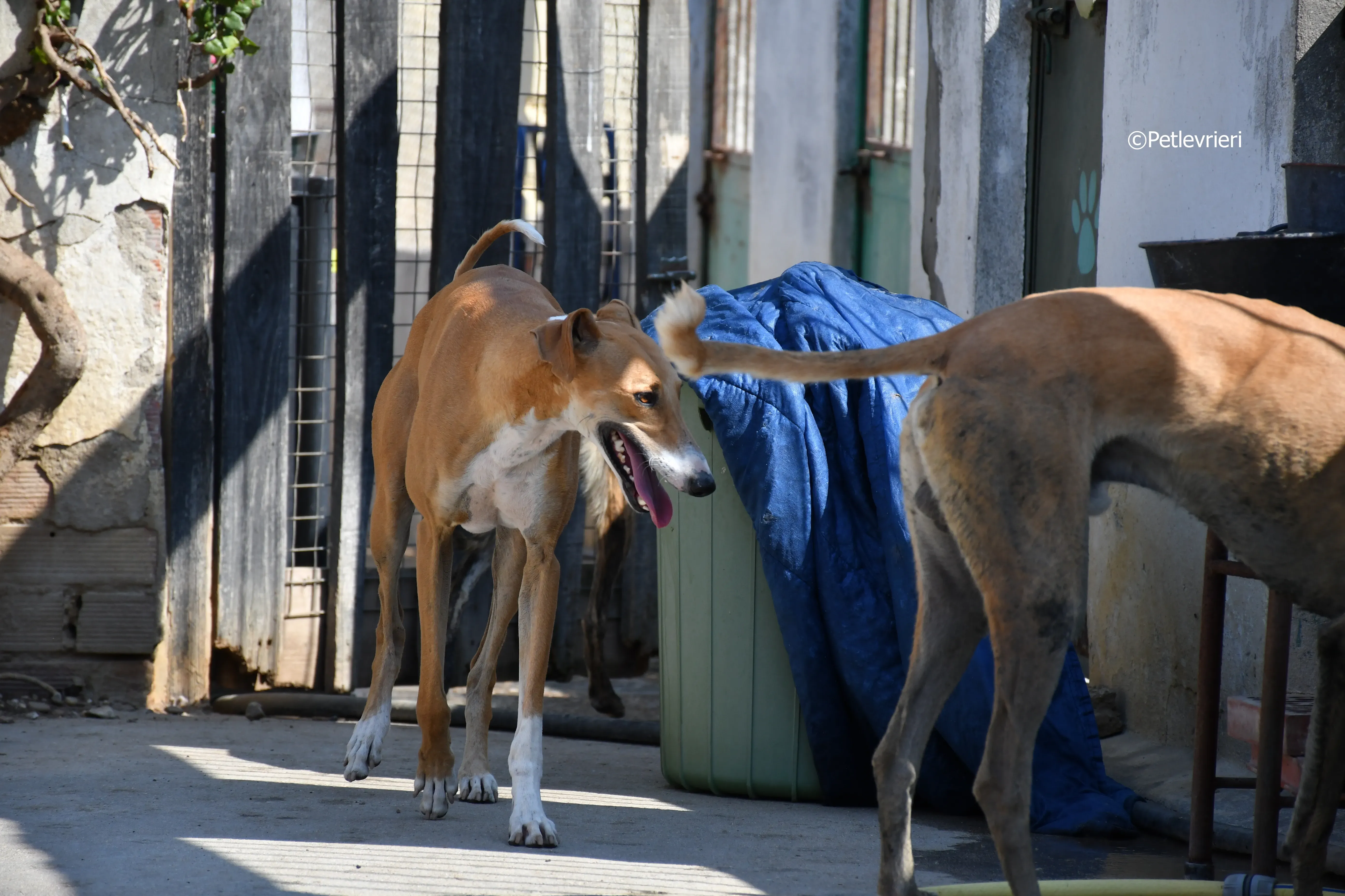 abbas adozione levrieri galgo 12