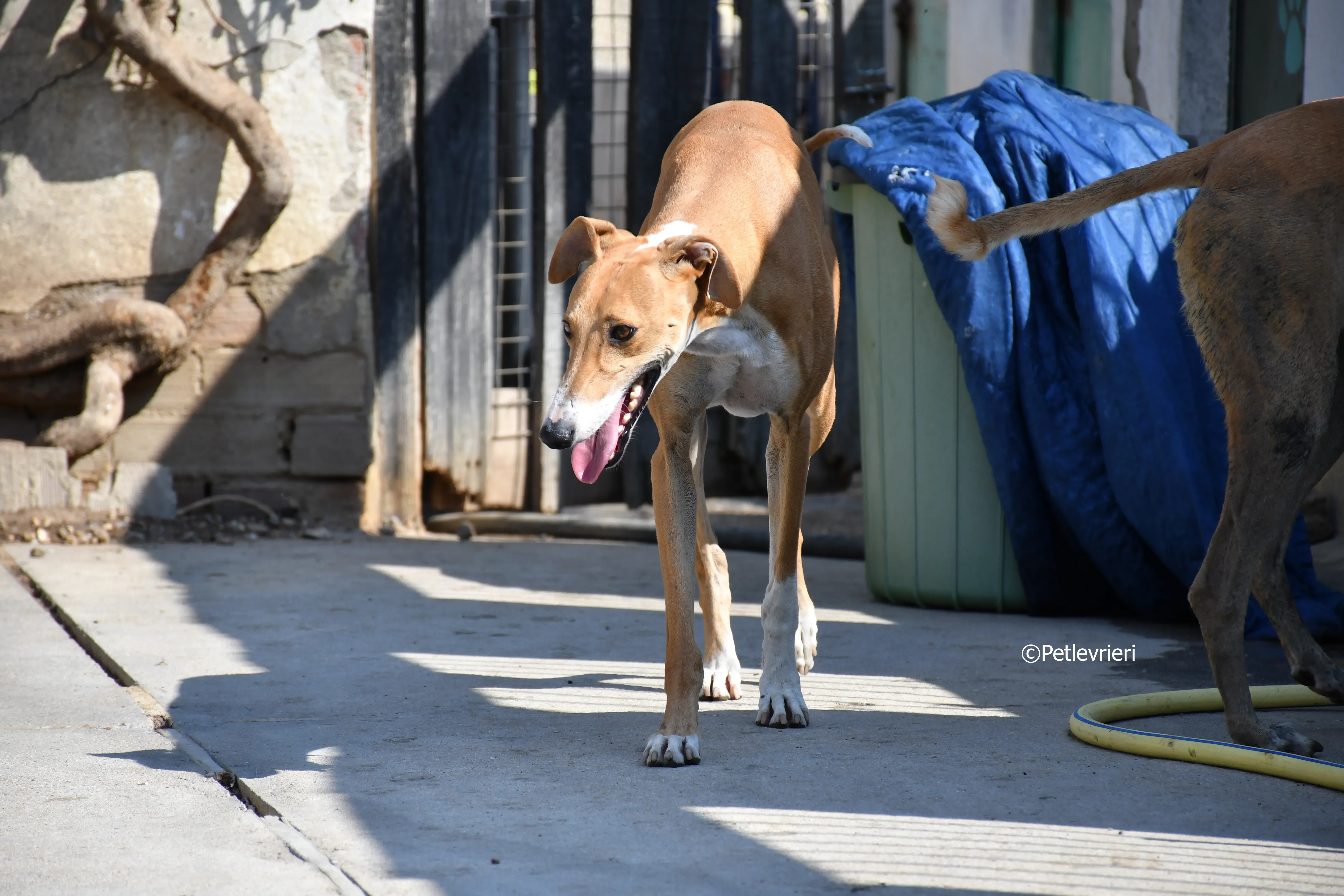 abbas adozione levrieri galgo 13