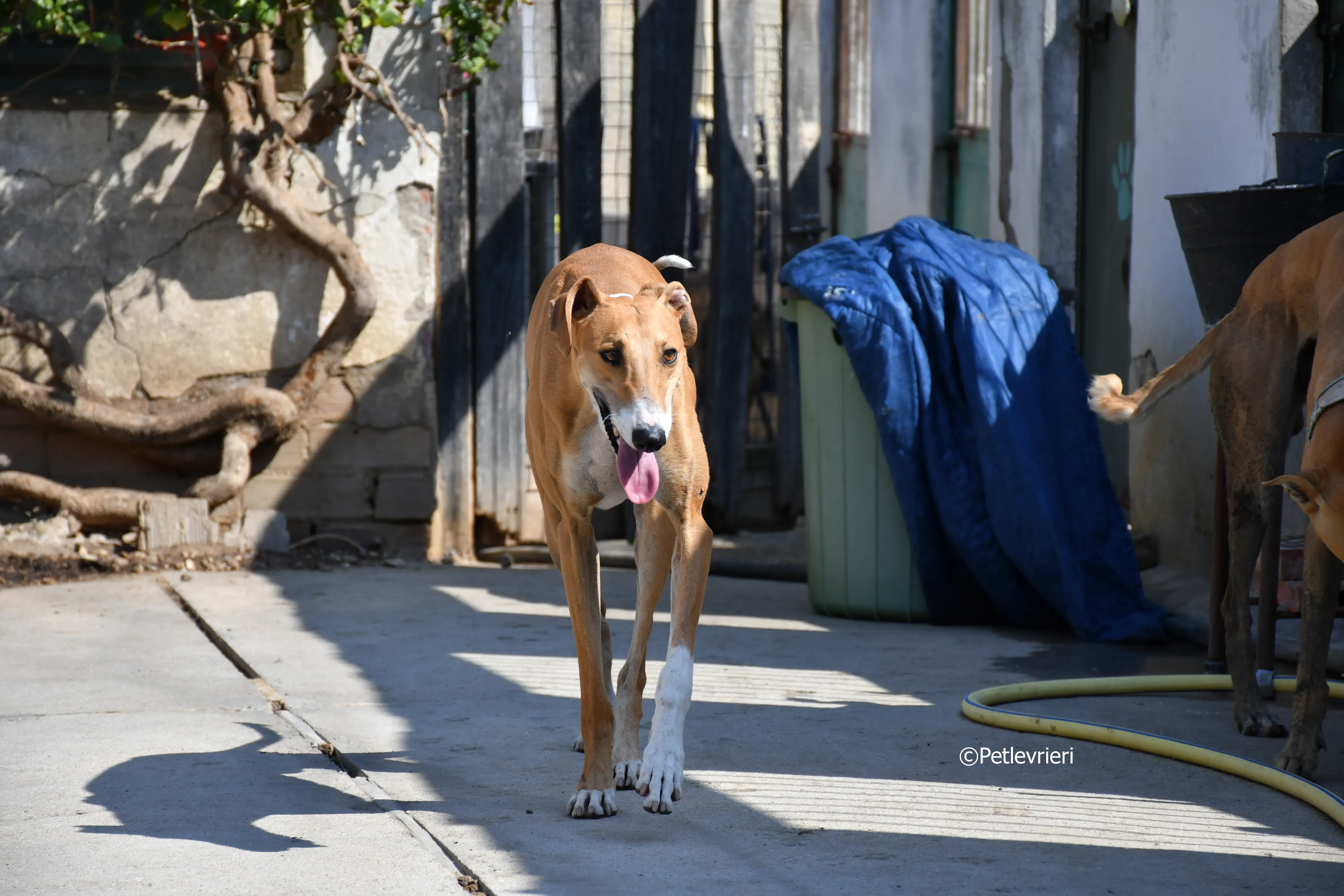 abbas adozione levrieri galgo 14