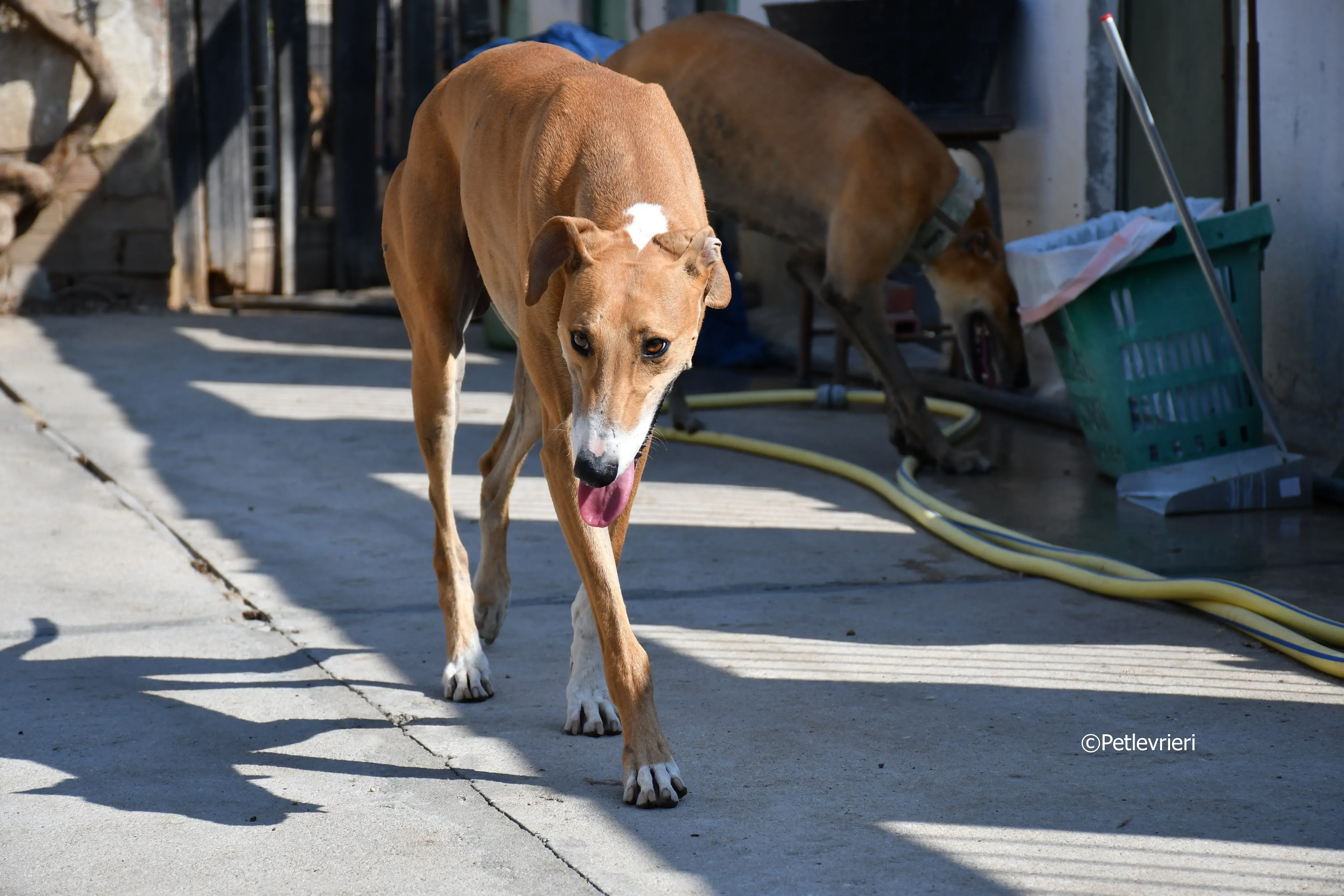 abbas adozione levrieri galgo 15