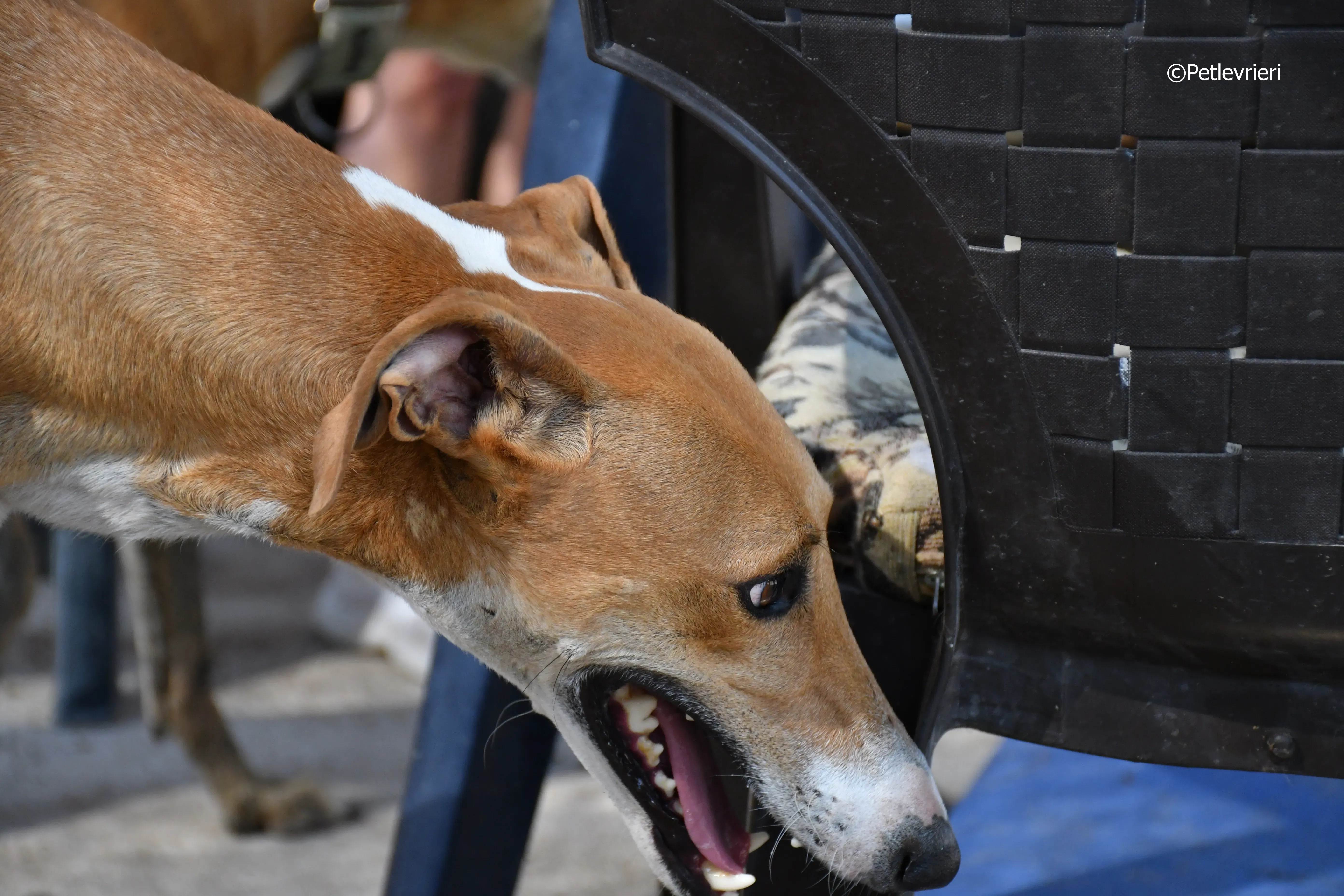 abbas adozione levrieri galgo 2