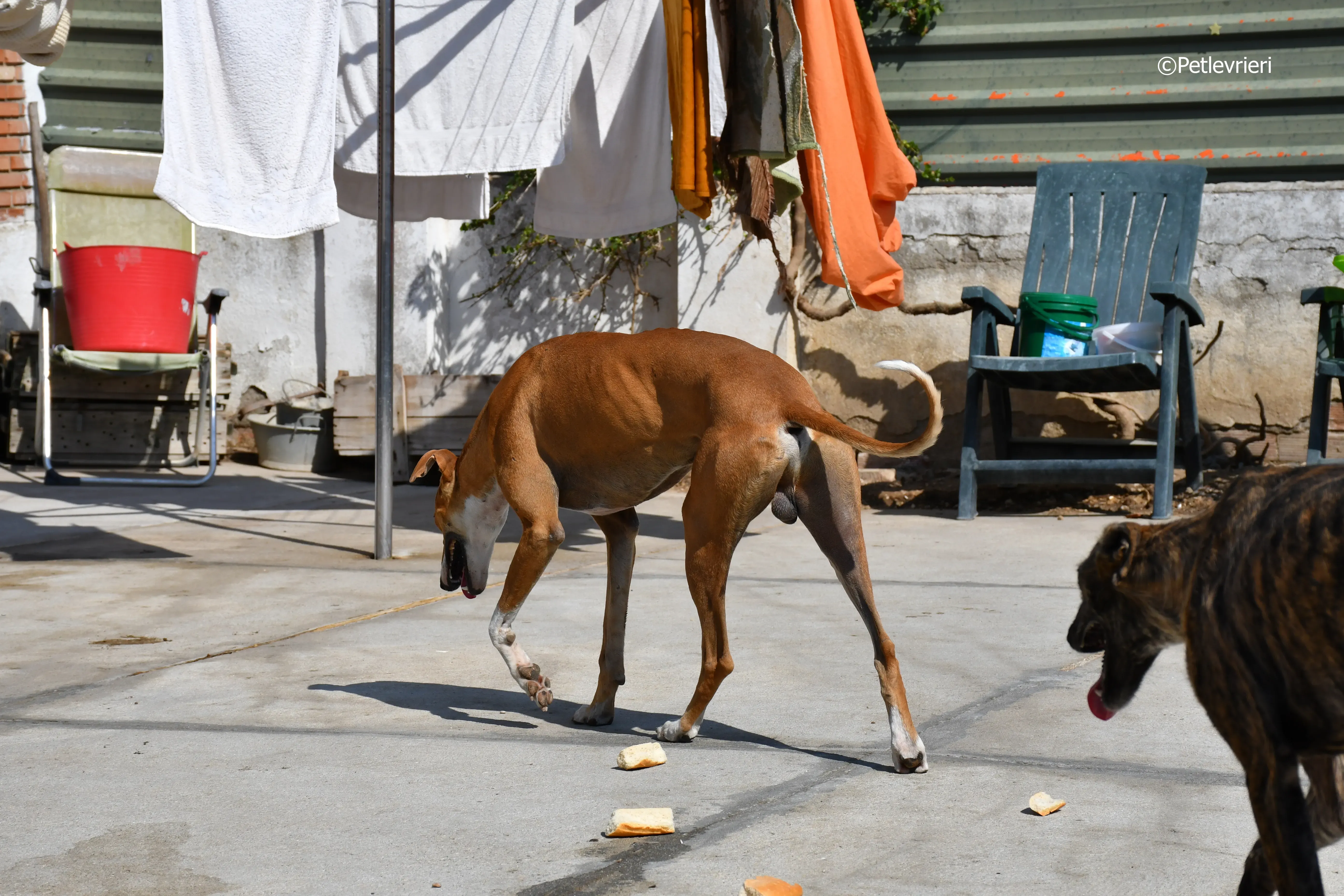 abbas adozione levrieri galgo 3