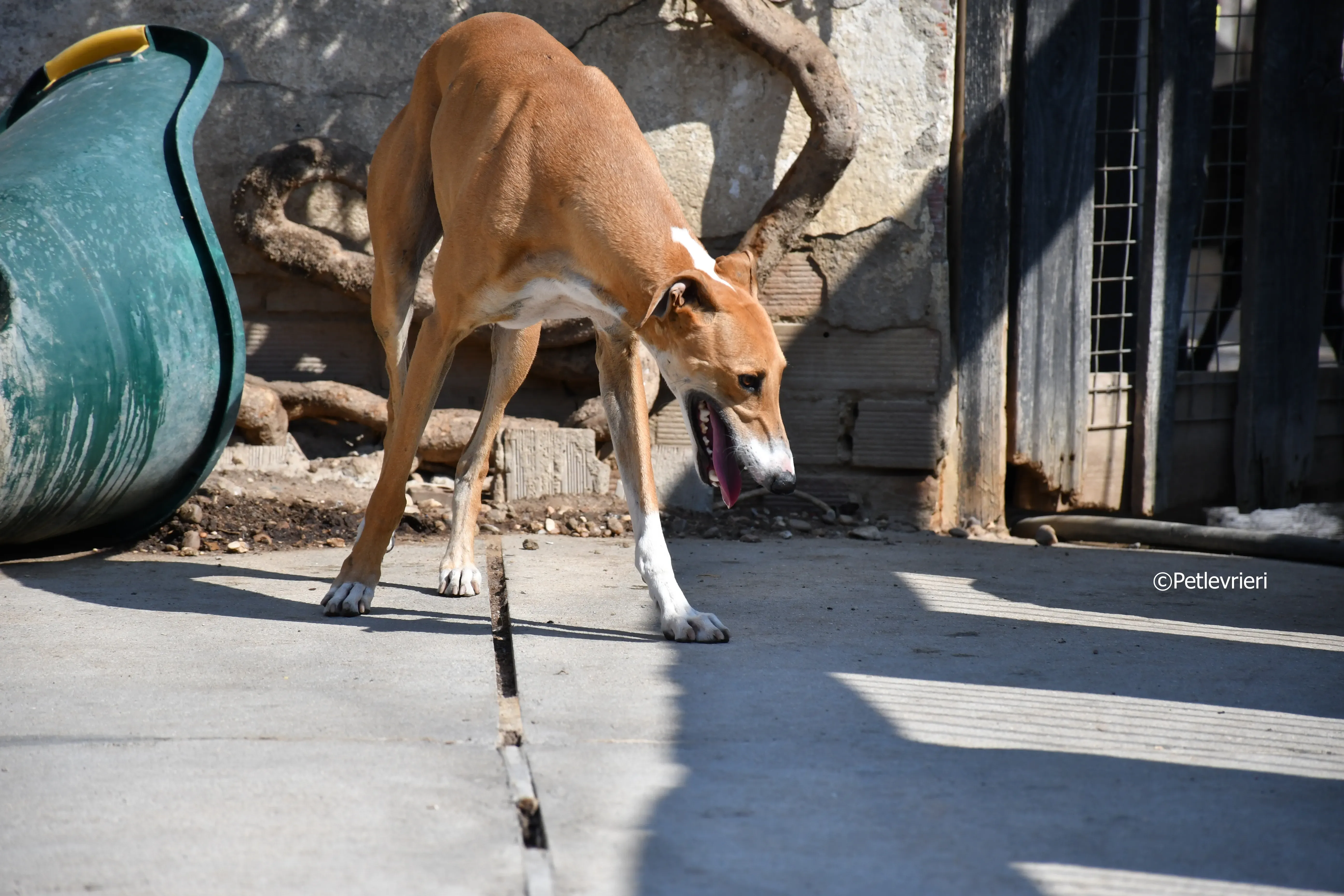 abbas adozione levrieri galgo 5