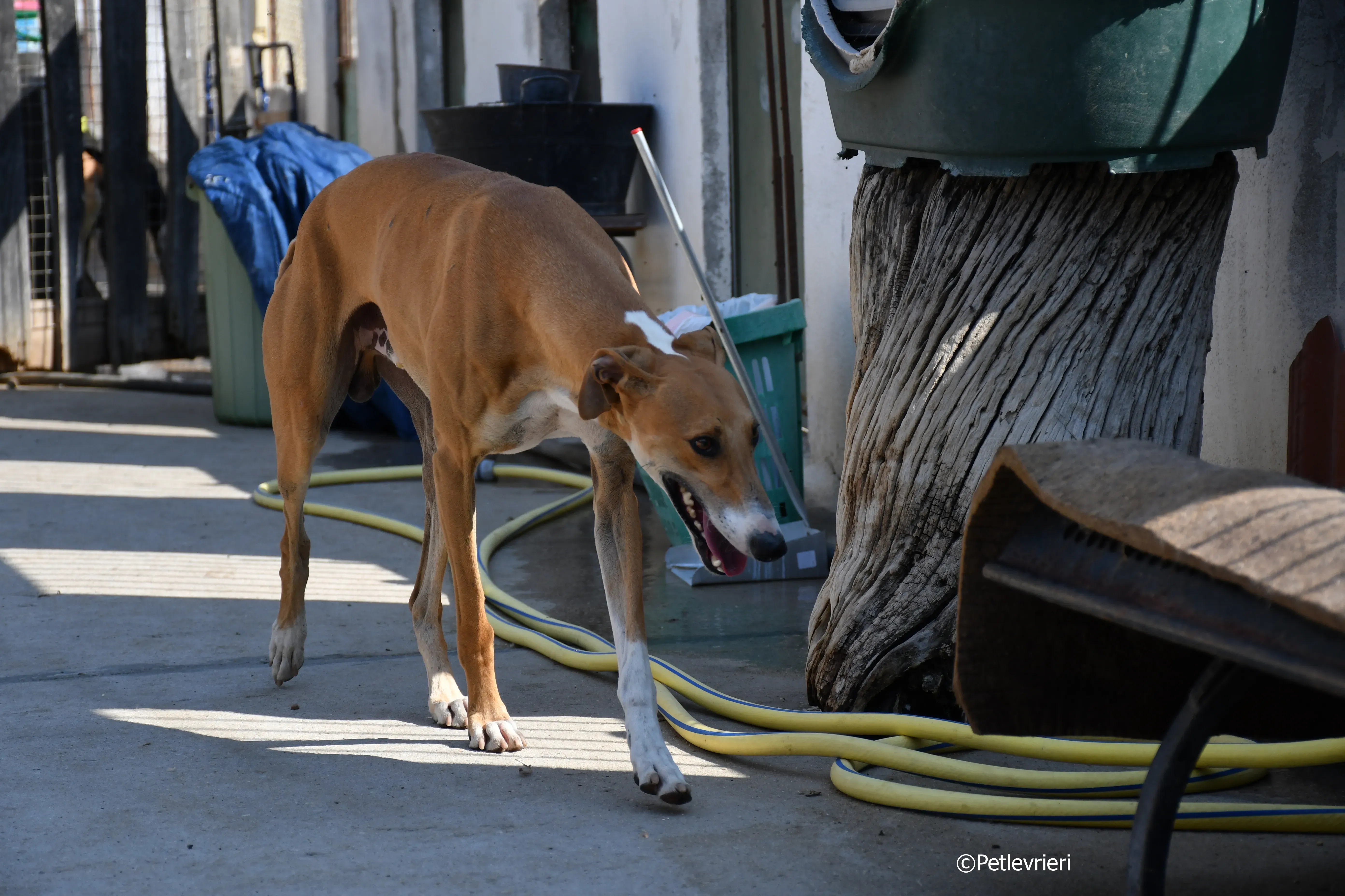 abbas adozione levrieri galgo 6