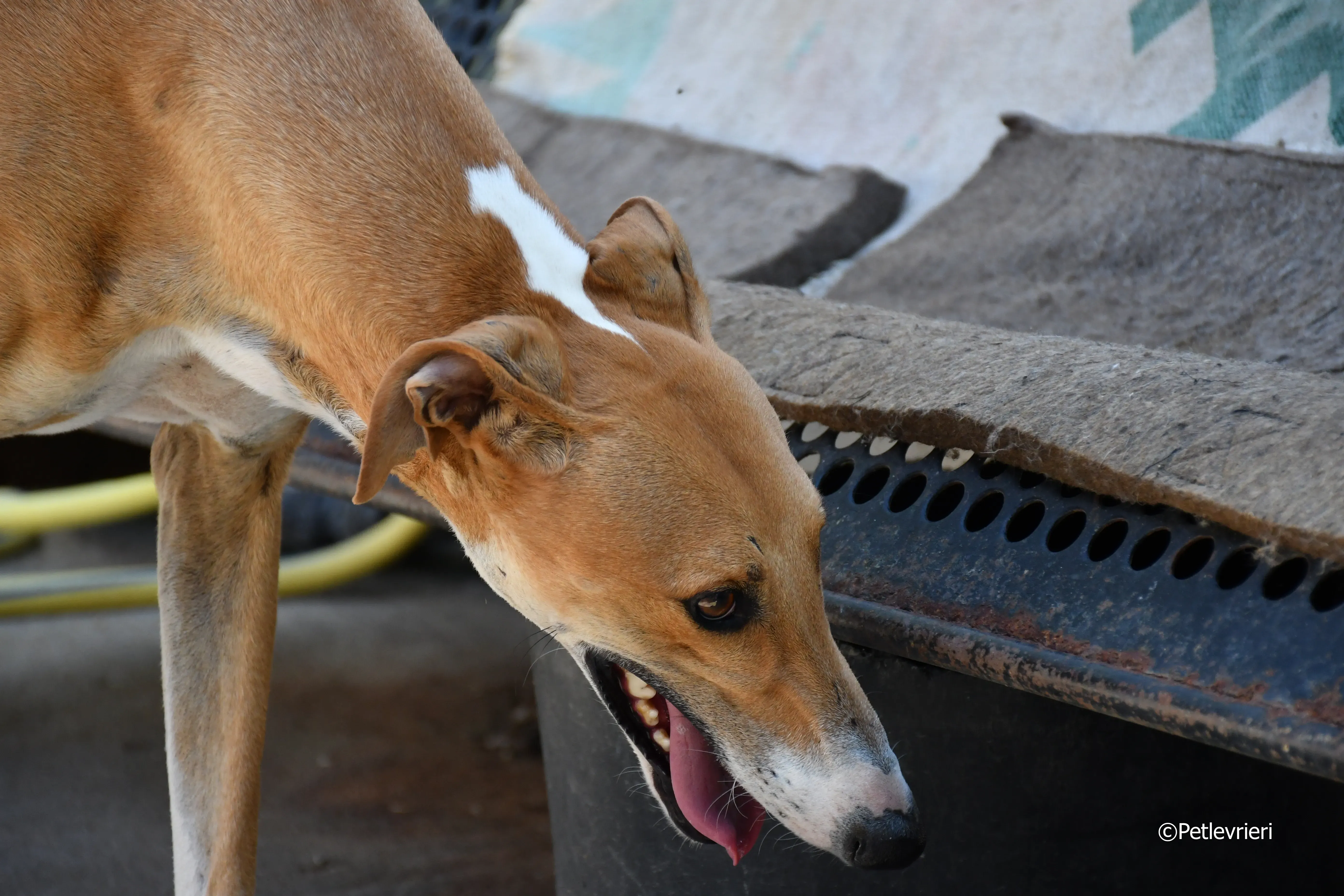 abbas adozione levrieri galgo 7