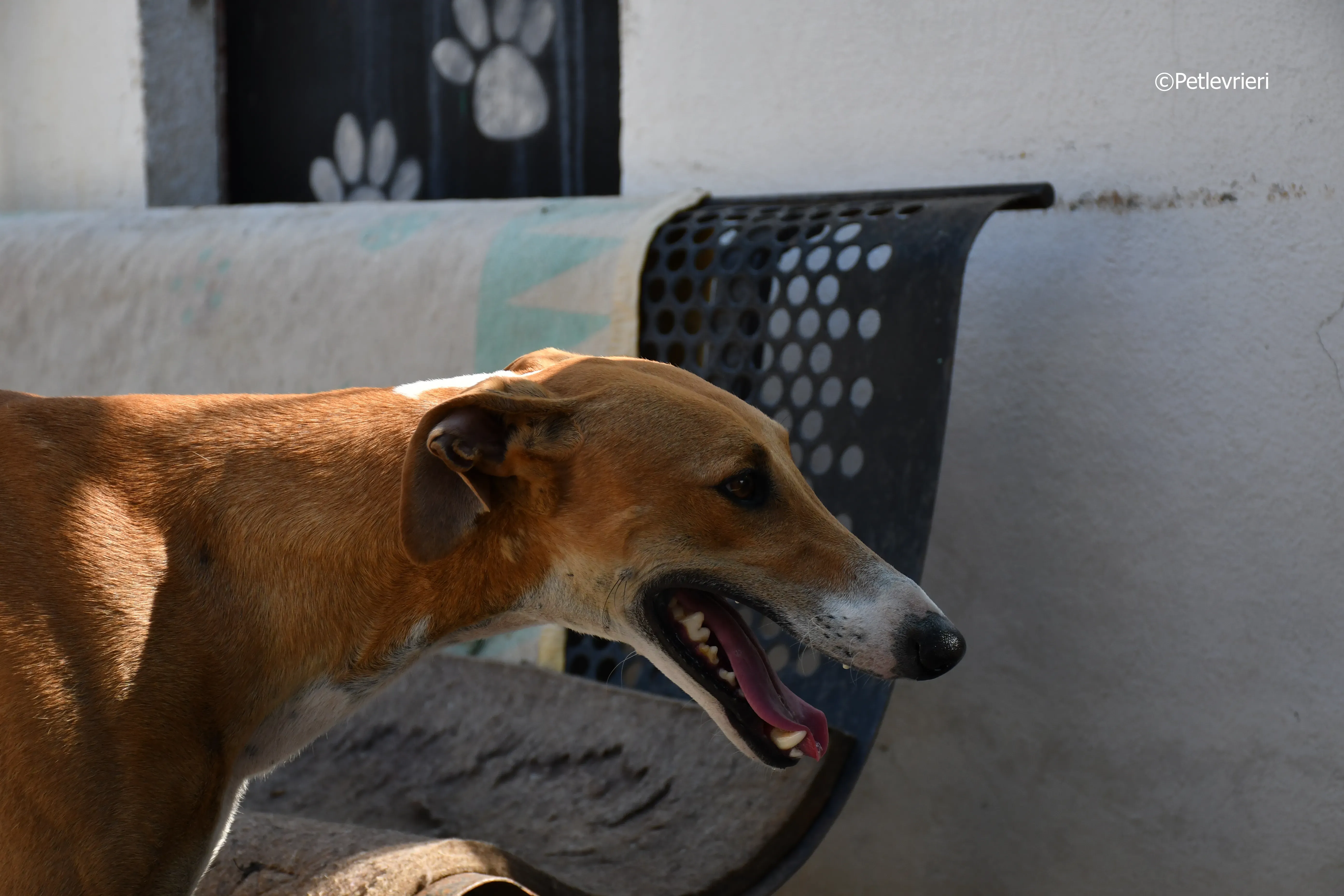 abbas adozione levrieri galgo 8