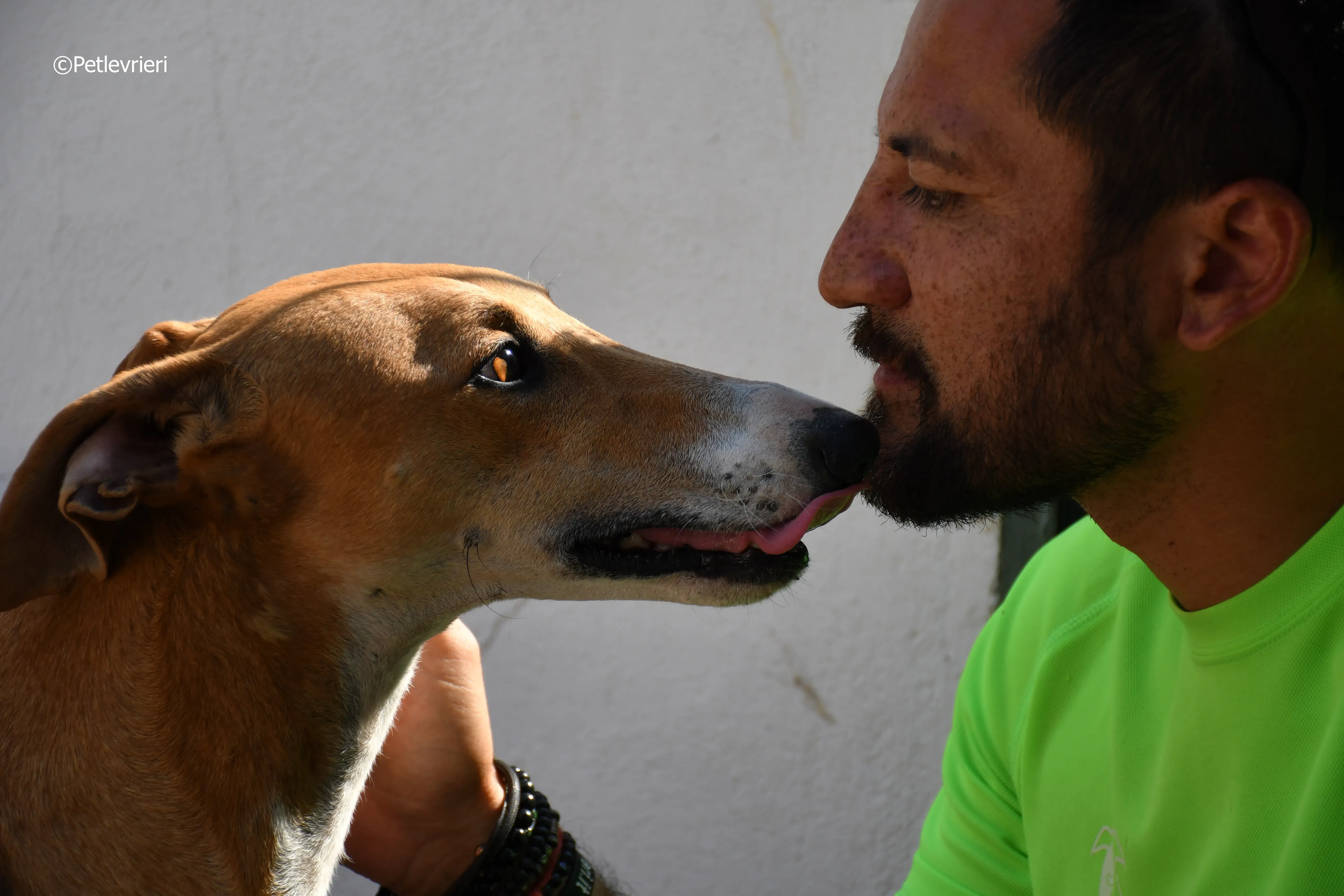 abbas adozione levrieri galgo 9