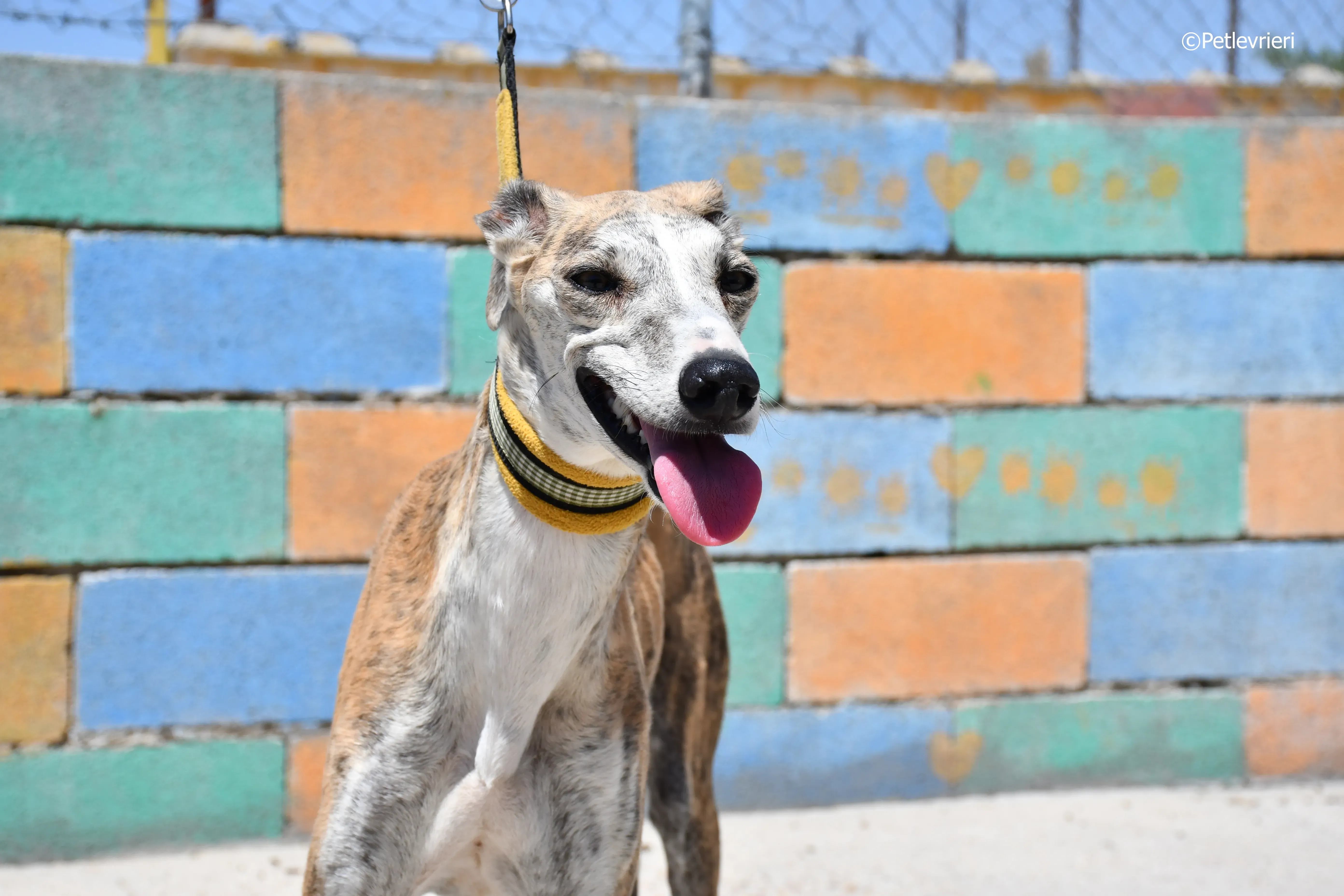 abbey adozione levrieri galgo 1