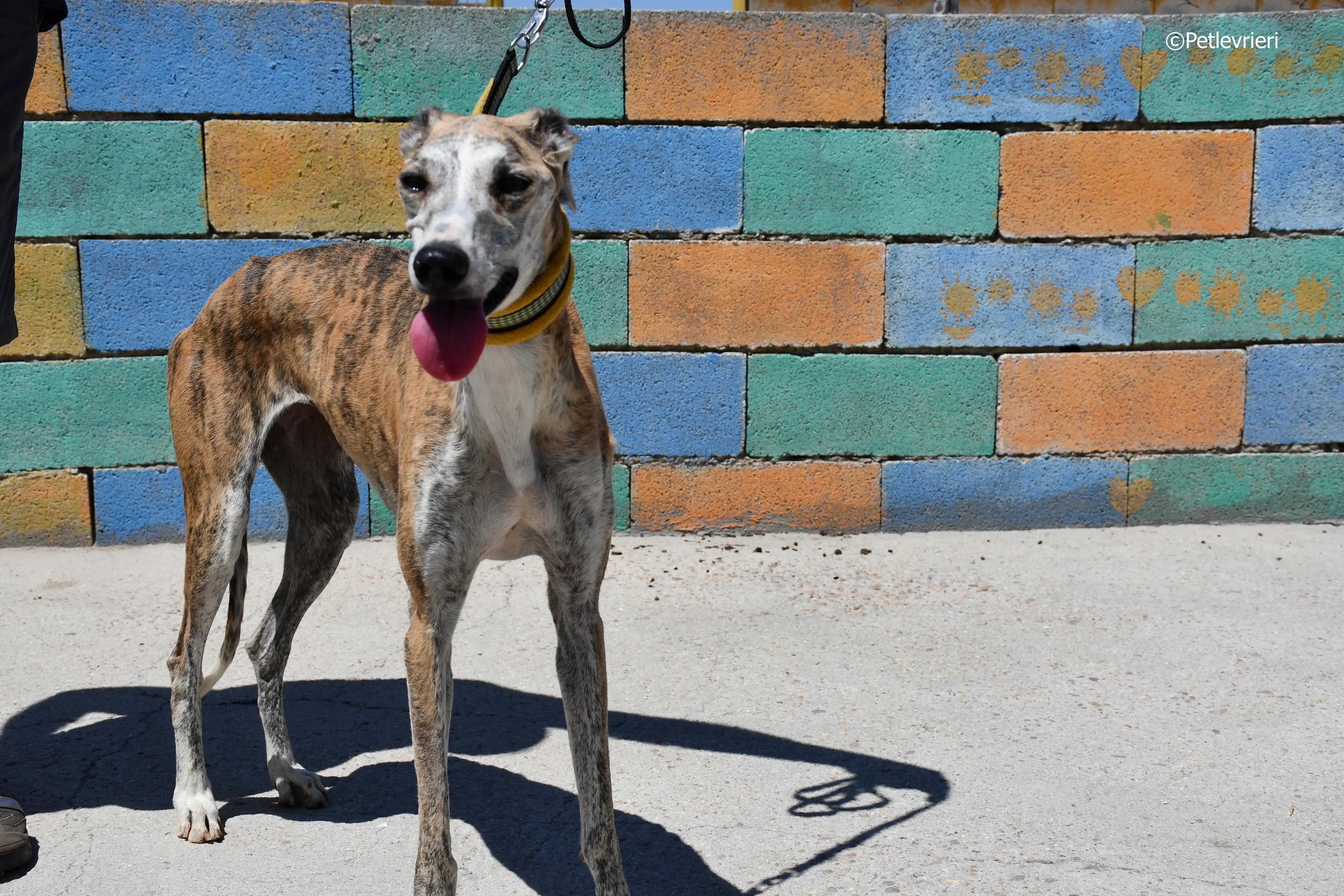 abbey adozione levrieri galgo 10