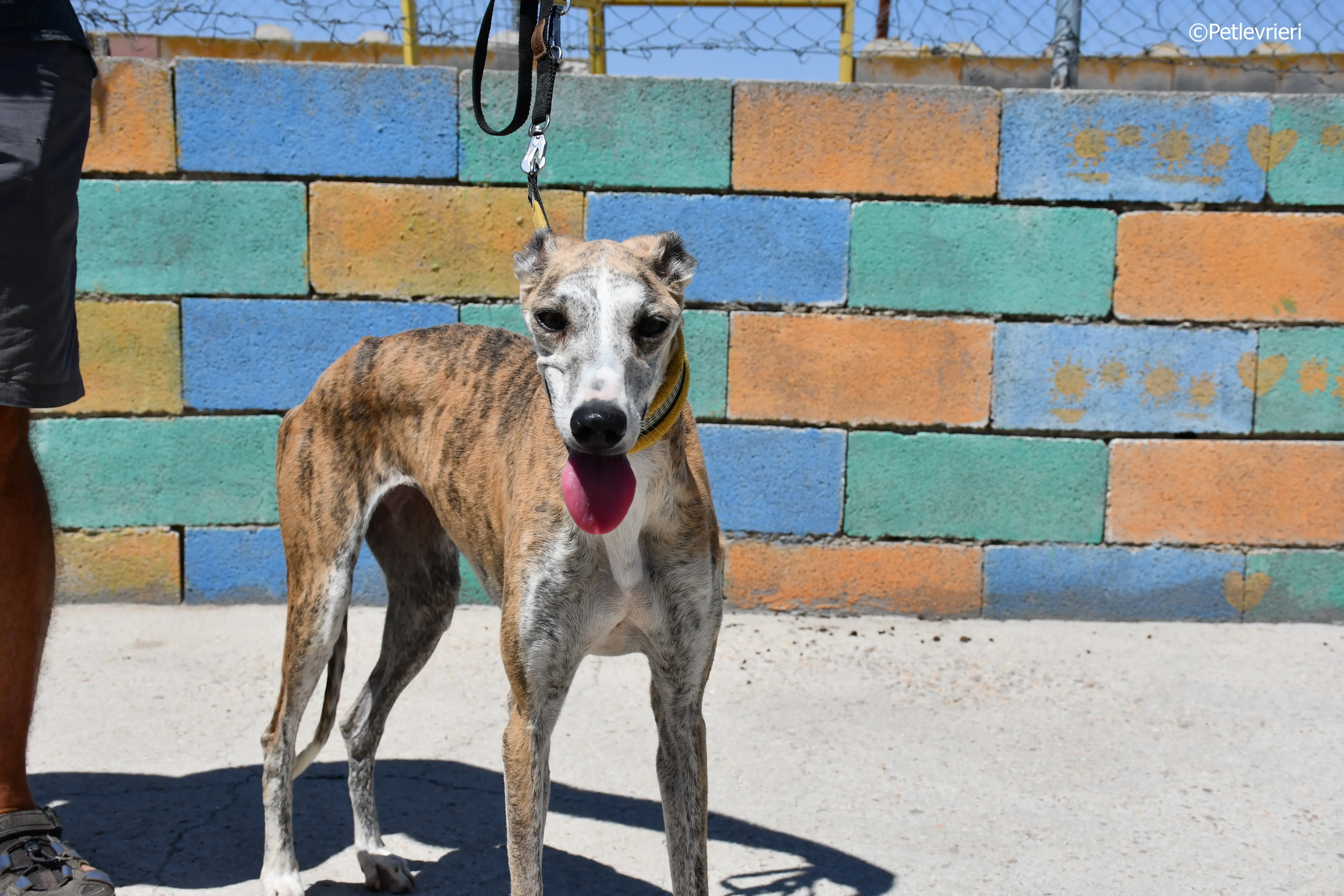 abbey adozione levrieri galgo 11