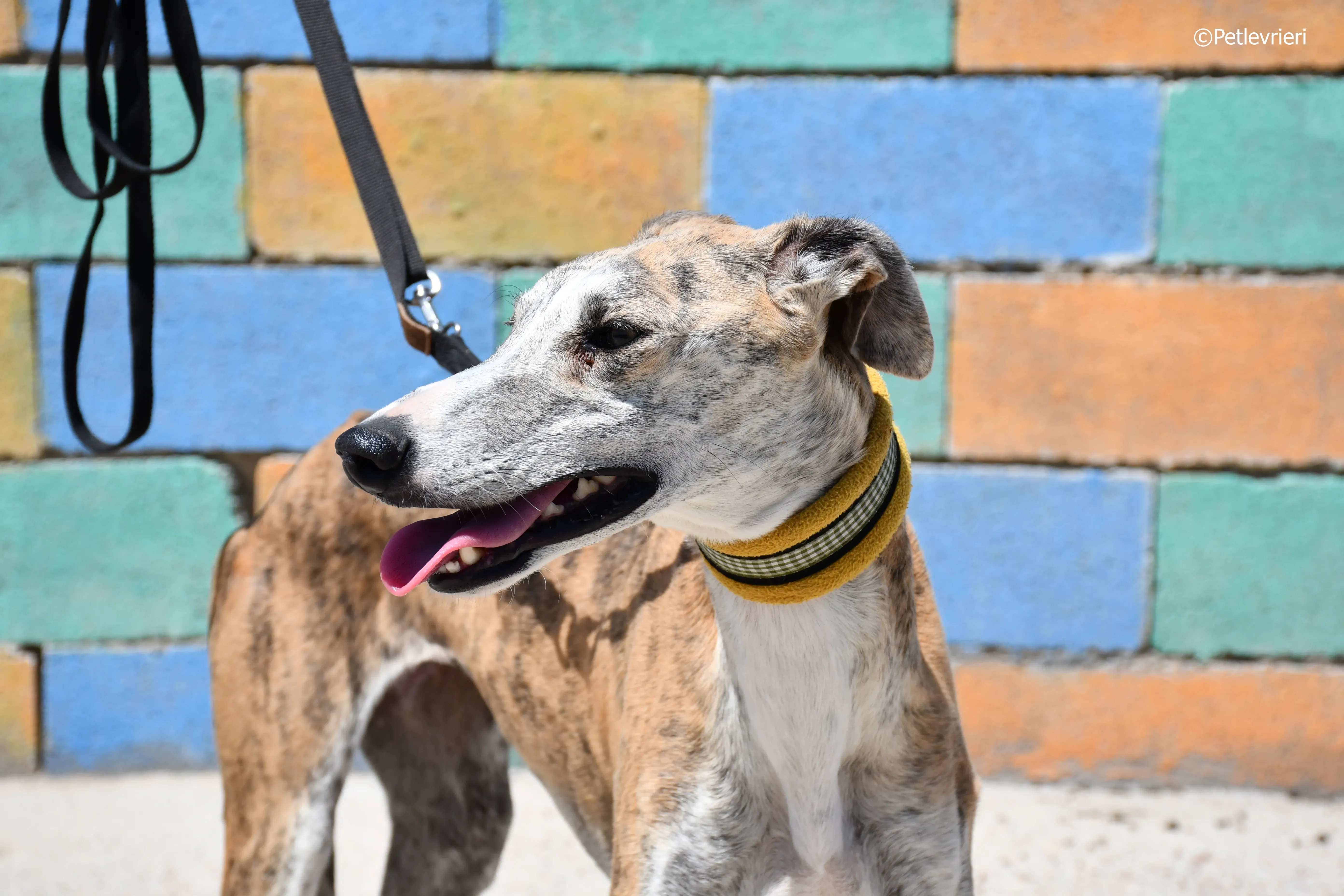 abbey adozione levrieri galgo 12