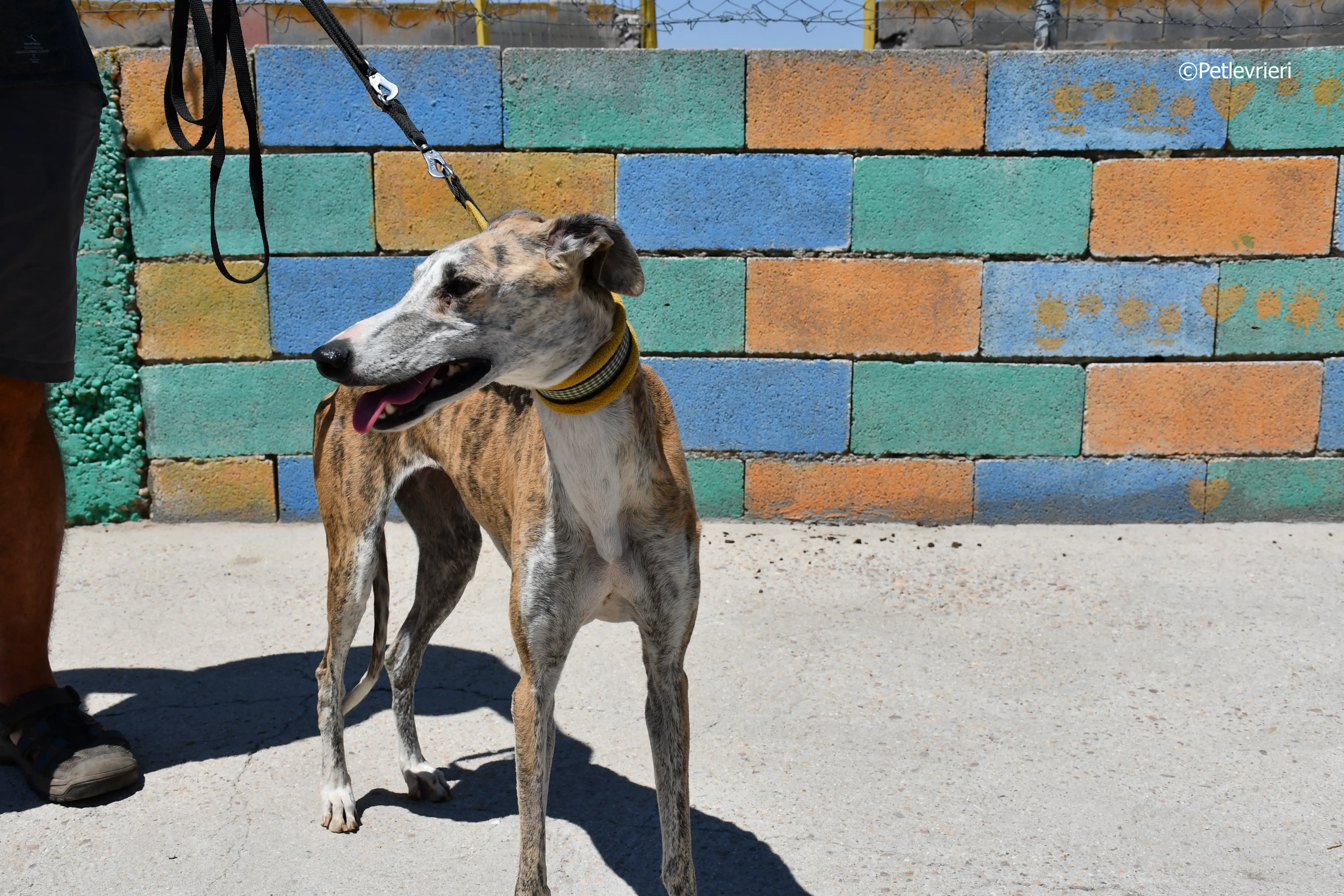 abbey adozione levrieri galgo 13