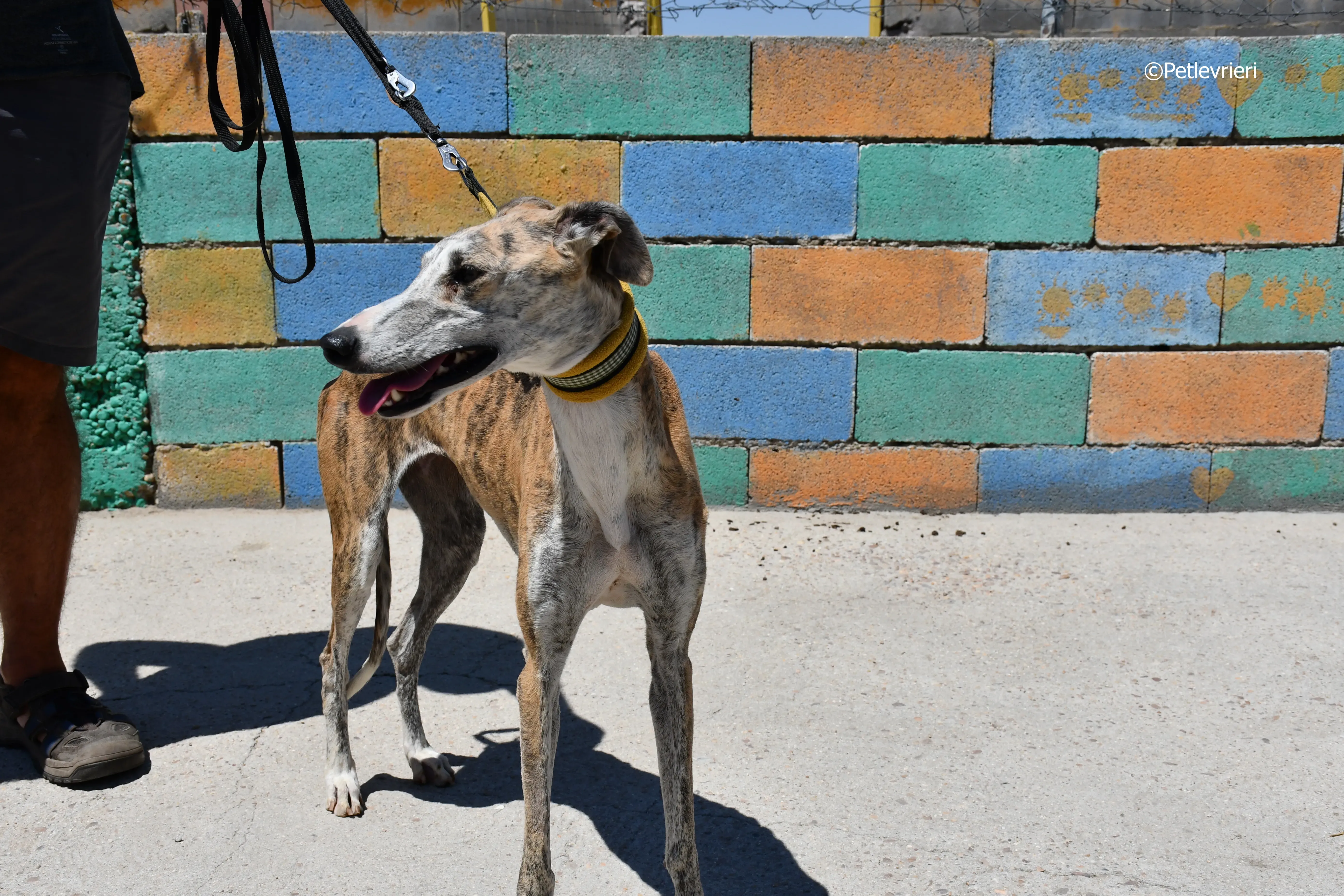 abbey adozione levrieri galgo 14