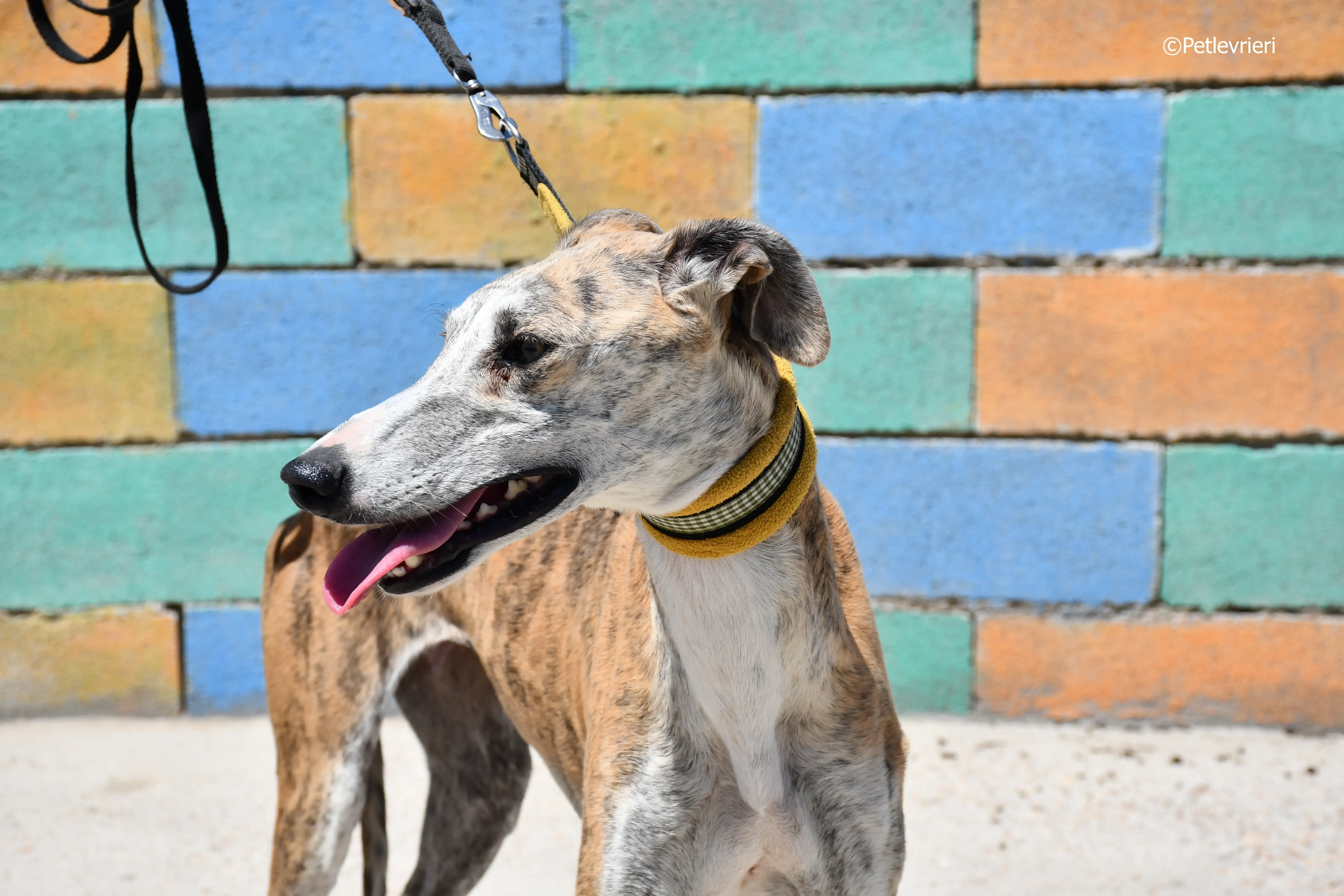 abbey adozione levrieri galgo 15