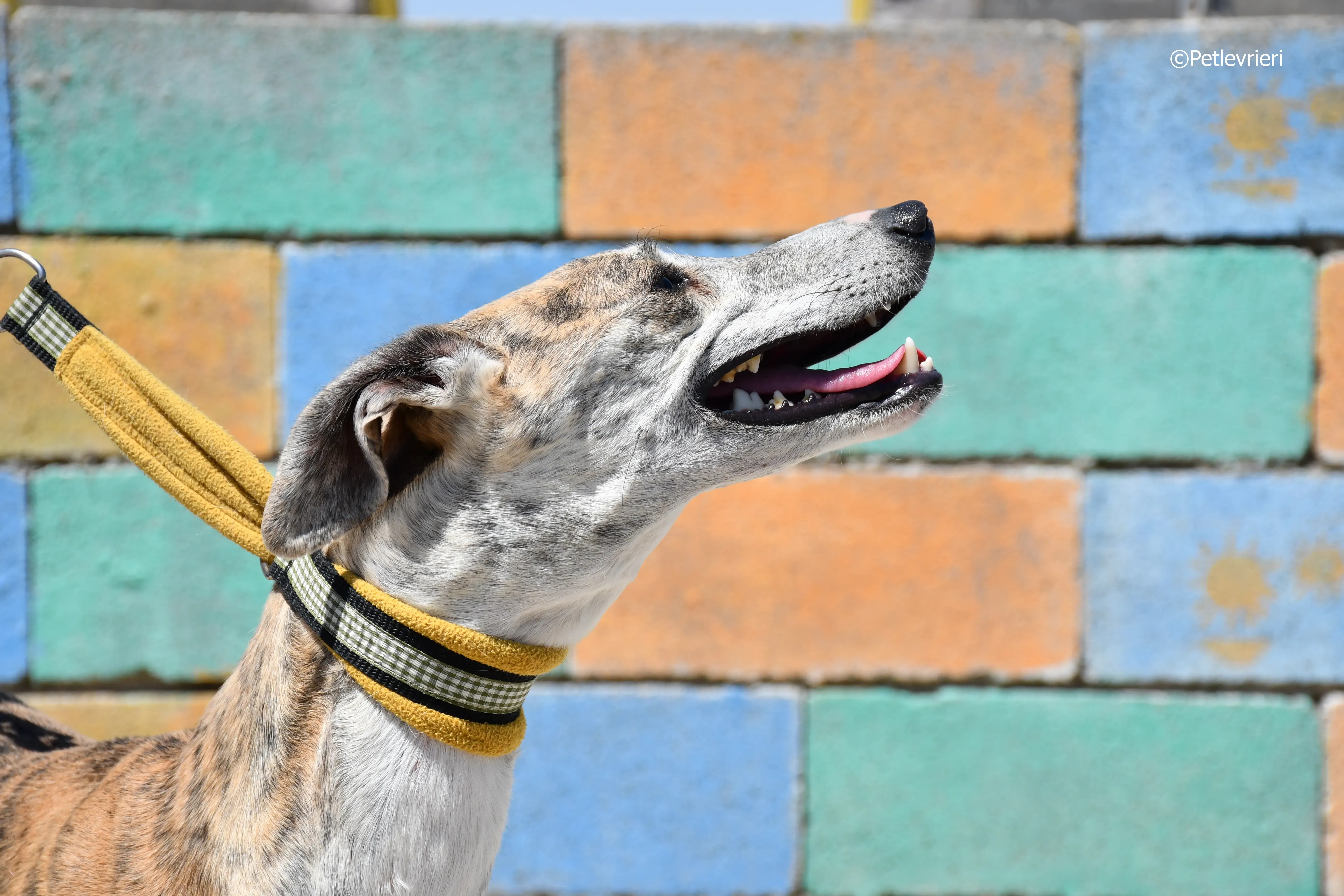 abbey adozione levrieri galgo 16