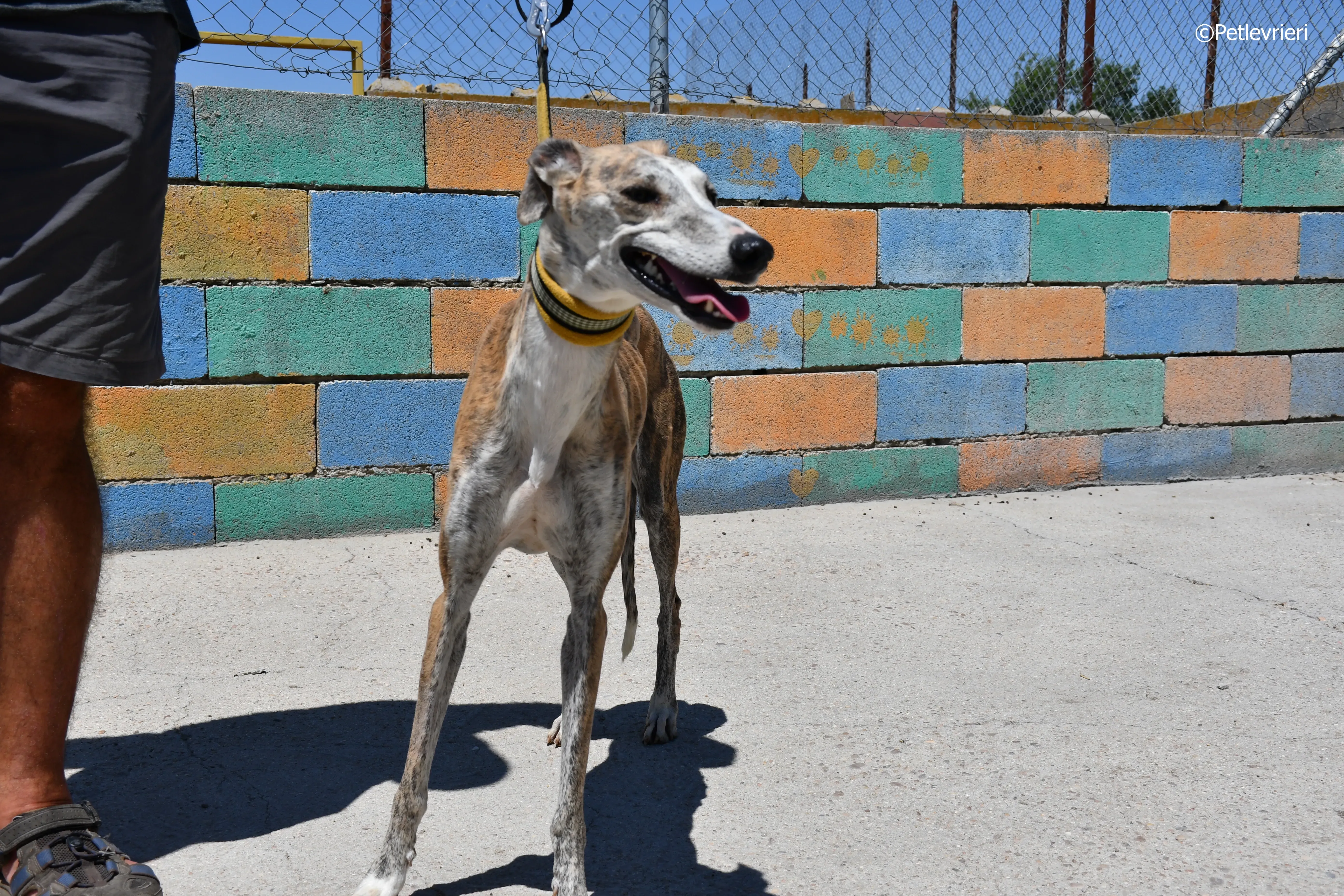 abbey adozione levrieri galgo 2
