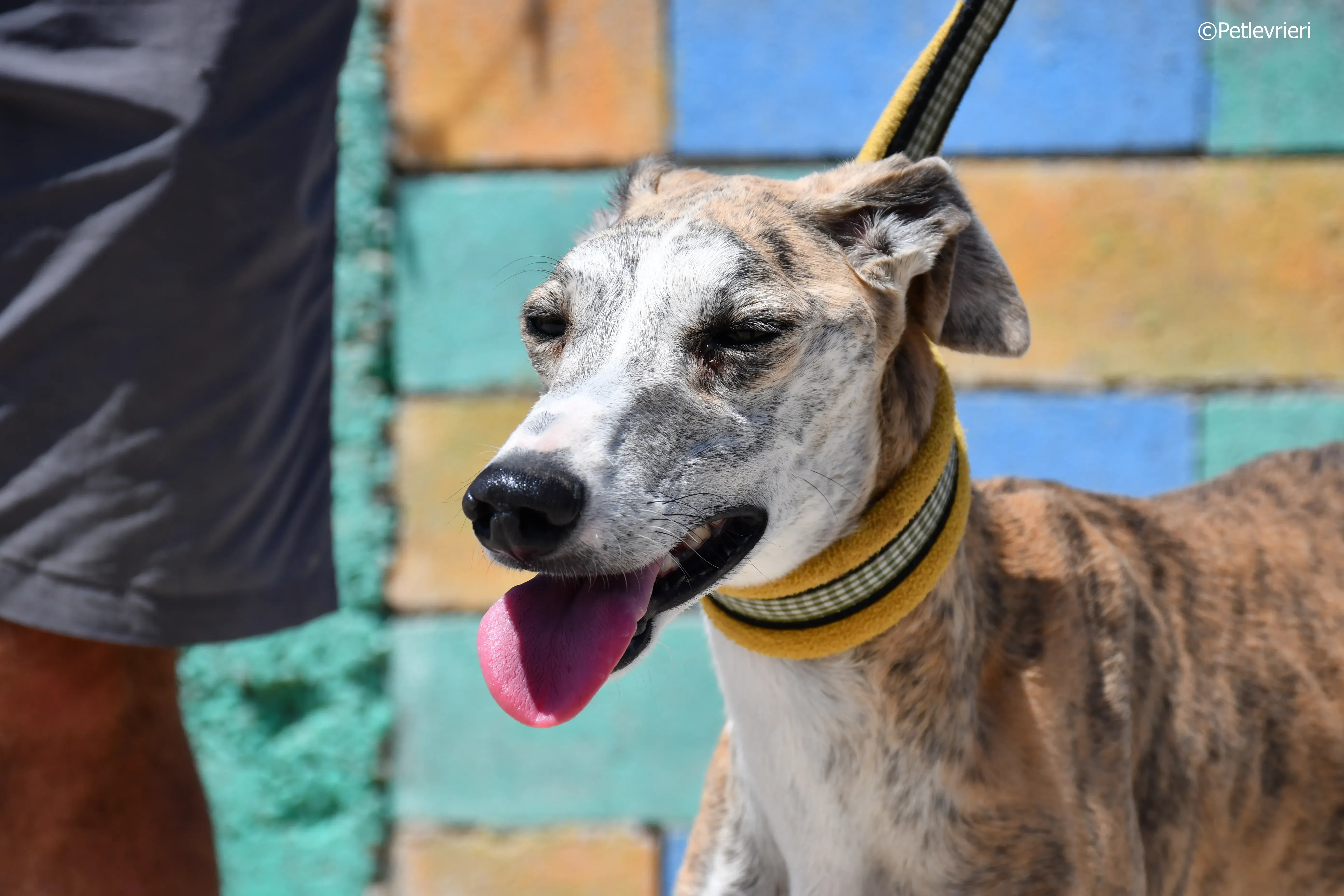 abbey adozione levrieri galgo 3