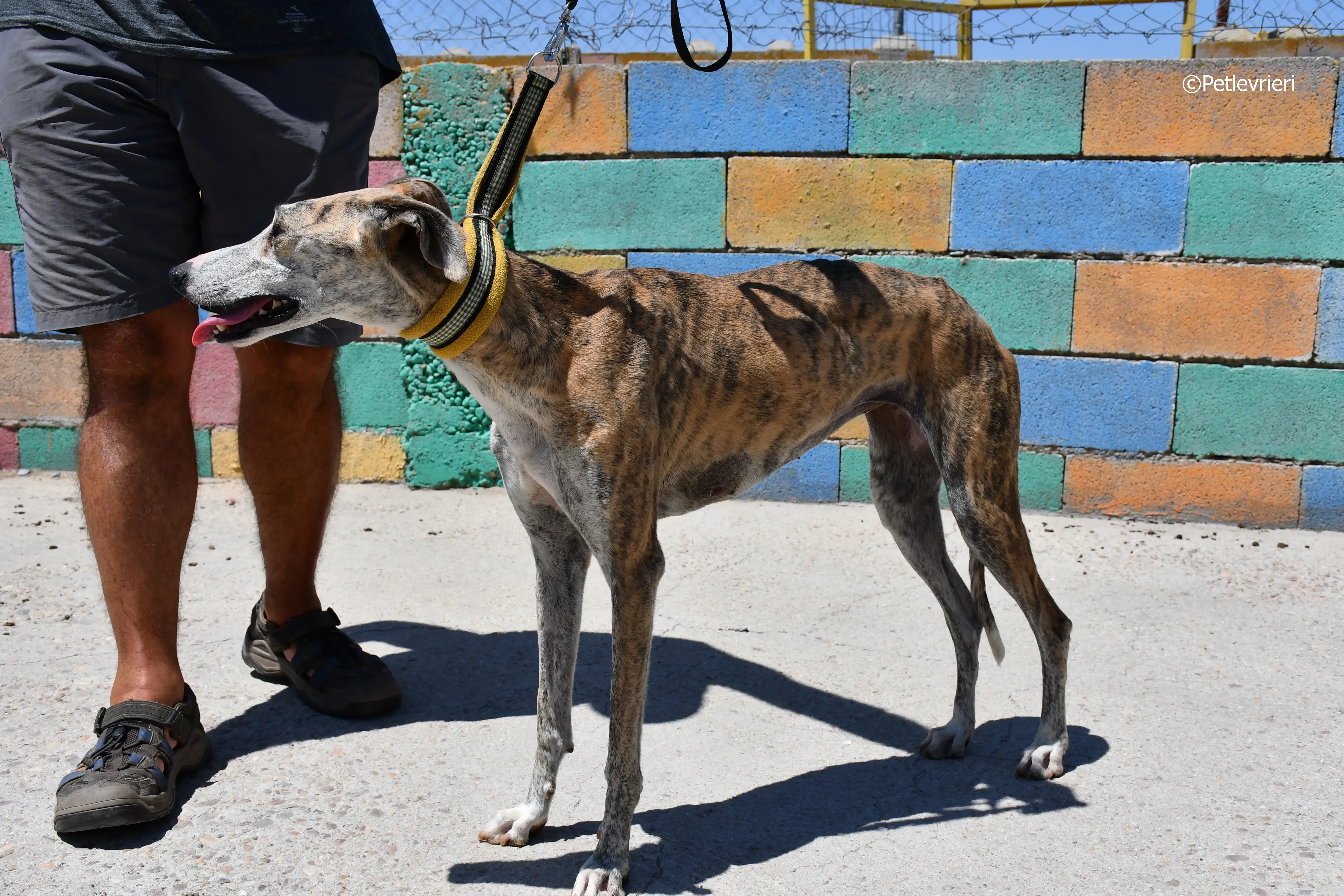 abbey adozione levrieri galgo 4