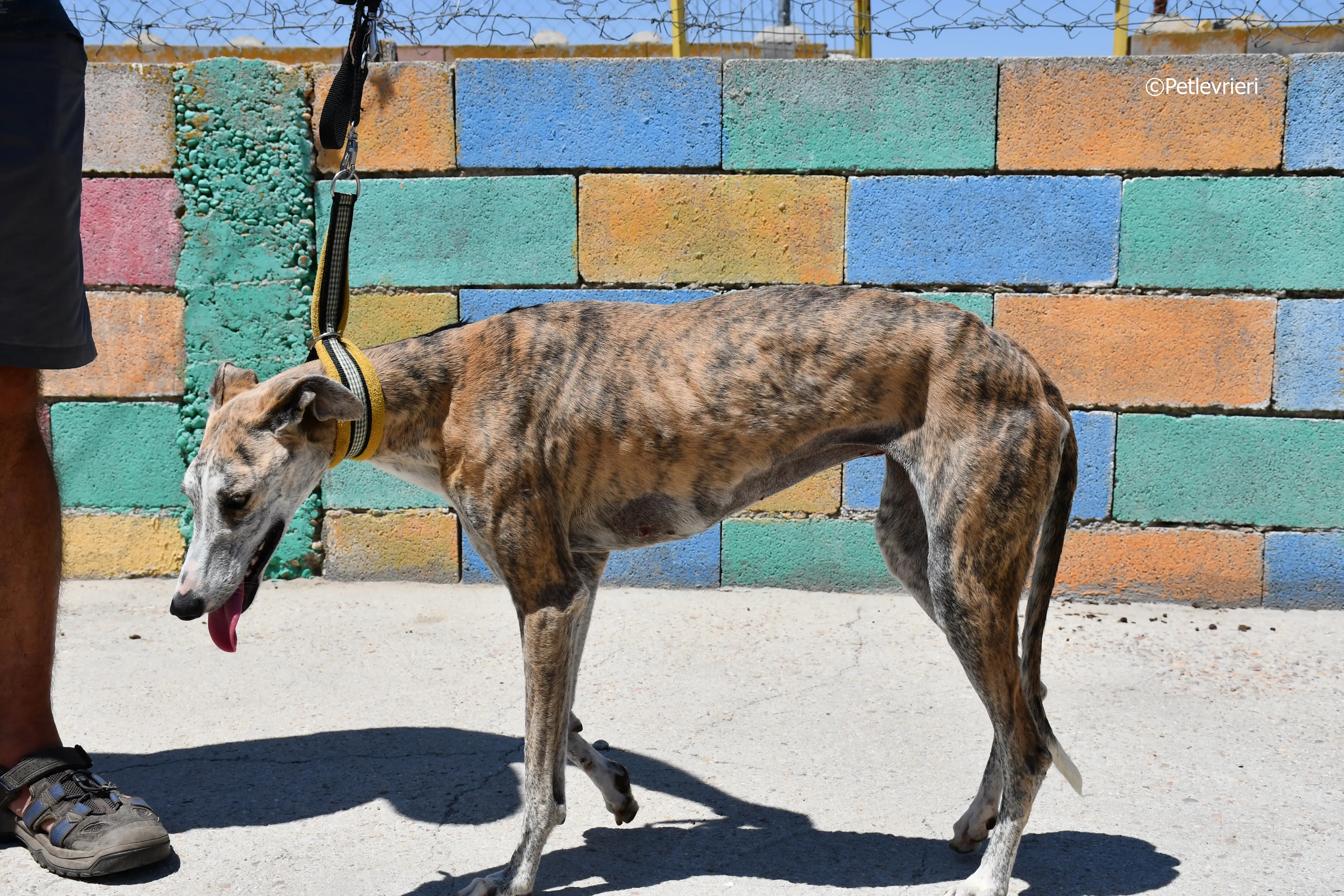 abbey adozione levrieri galgo 5