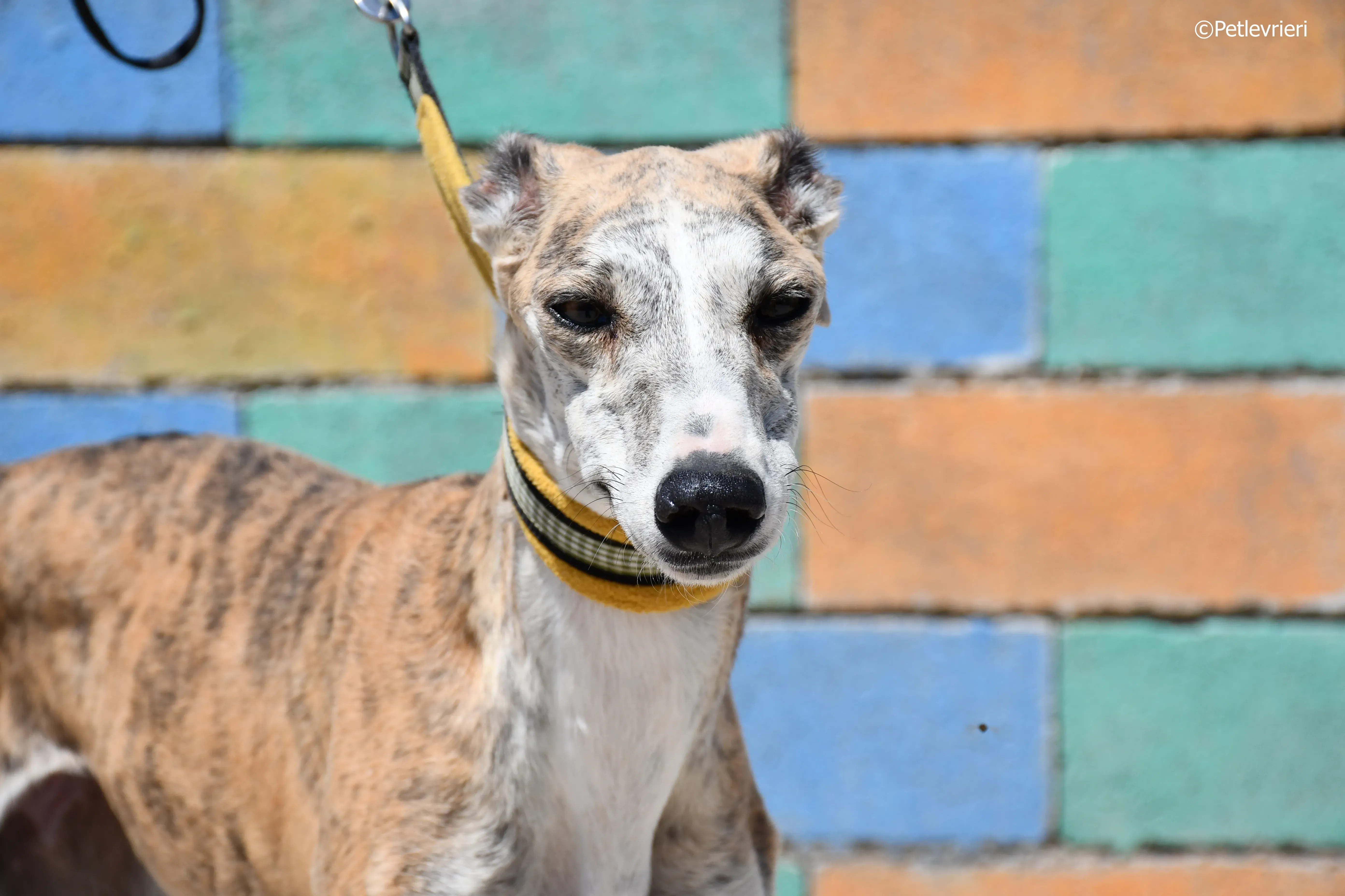 abbey adozione levrieri galgo 6