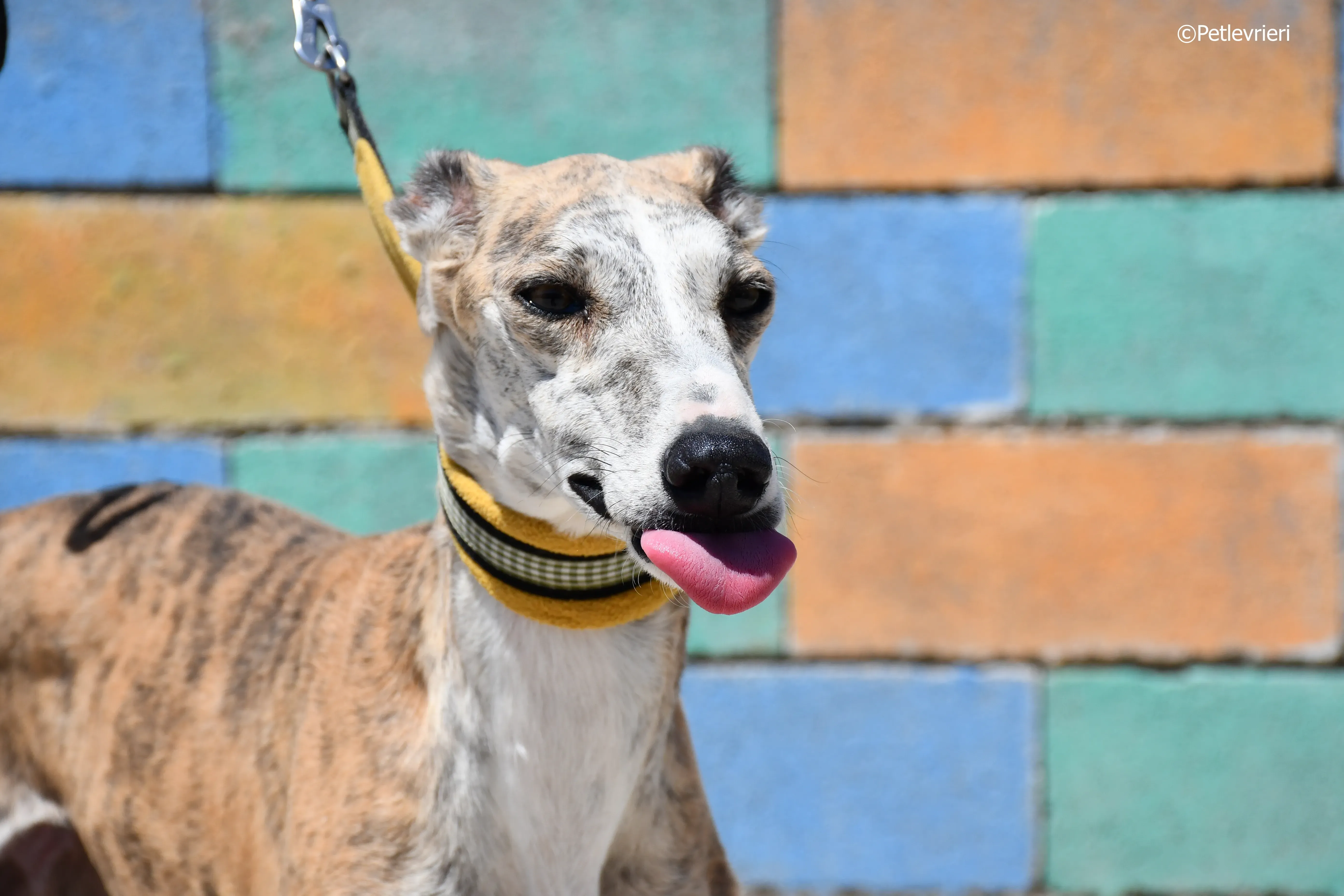 abbey adozione levrieri galgo 7