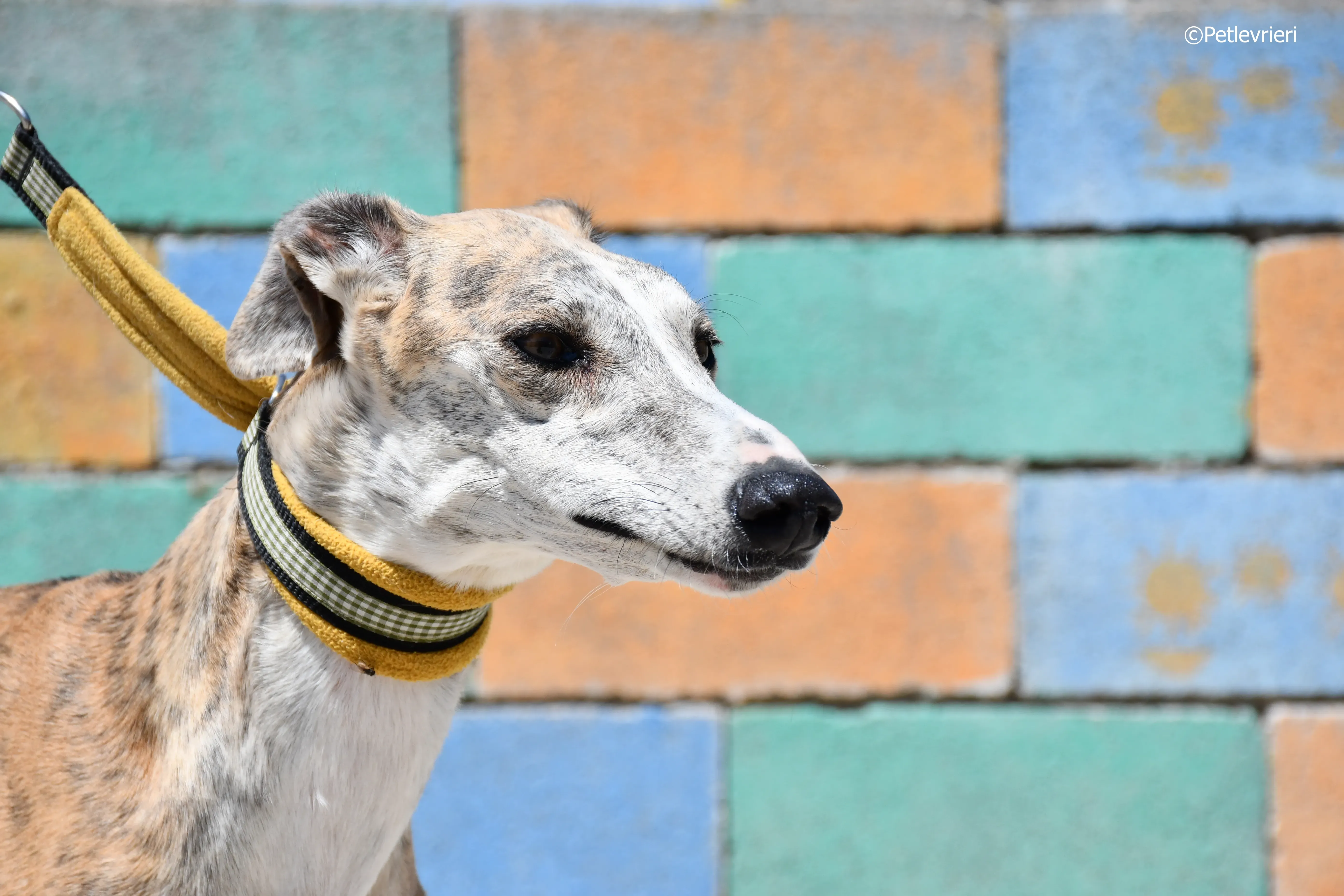 abbey adozione levrieri galgo 8