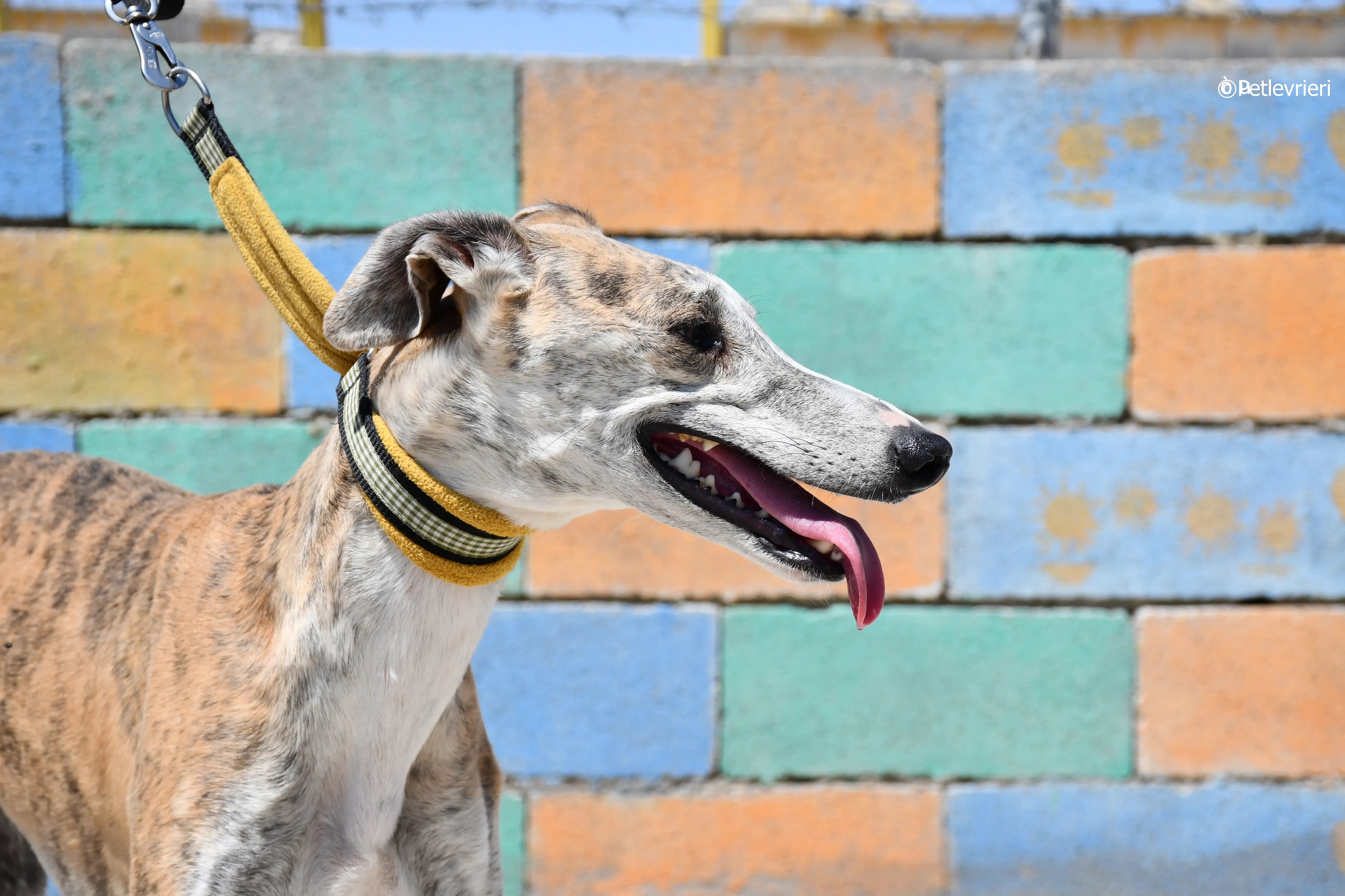 abbey adozione levrieri galgo 9