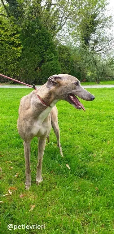 abby adozione greyhound 1