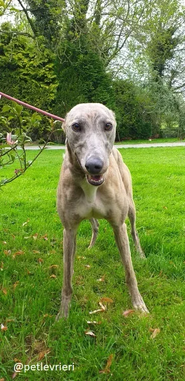 abby adozione greyhound